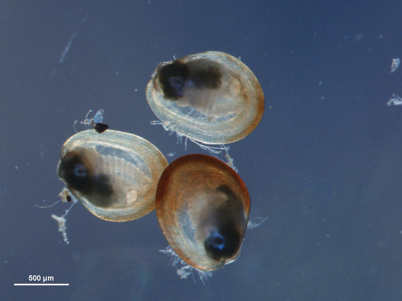 10 Estefania Cryopreserved mussel larvae Growing into spat.jpg