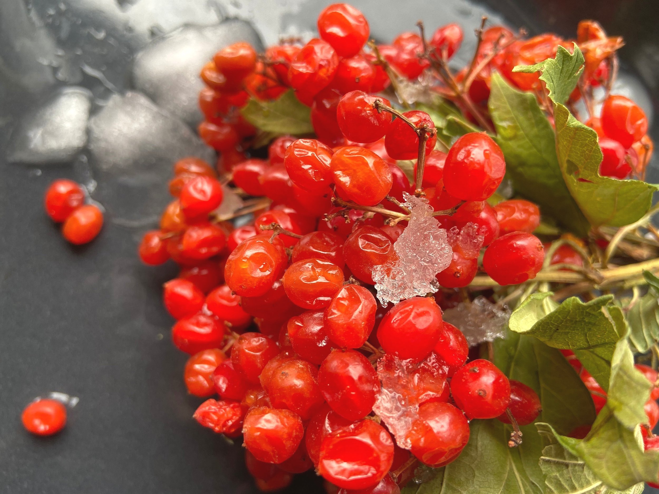 5+Maryna+Petrushko+-+Melting+viburnum.jpg