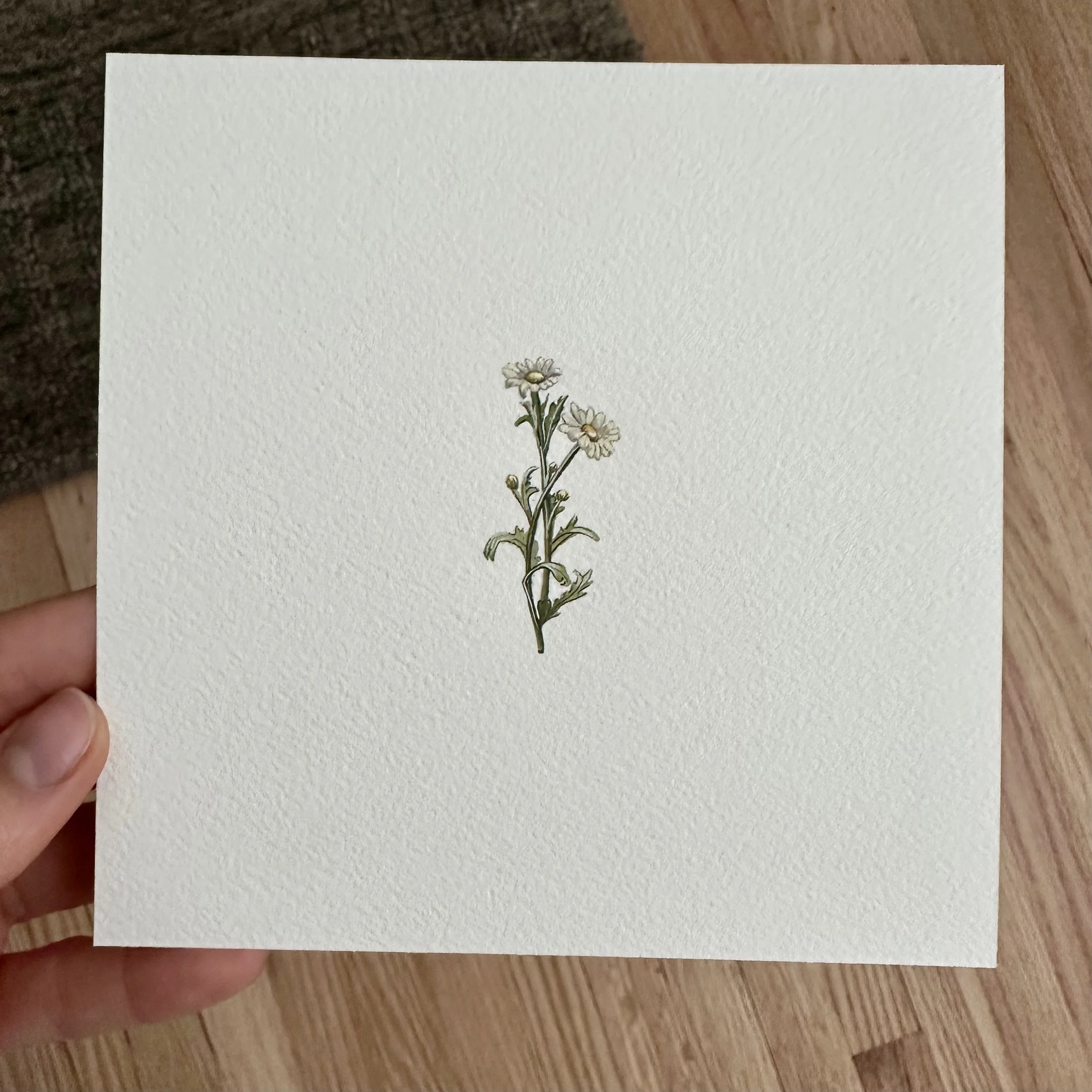 daisy mini lex hade.jpg