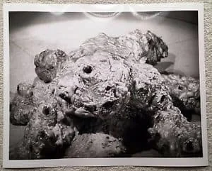 The Outer Limits' Bear From “The Probe”