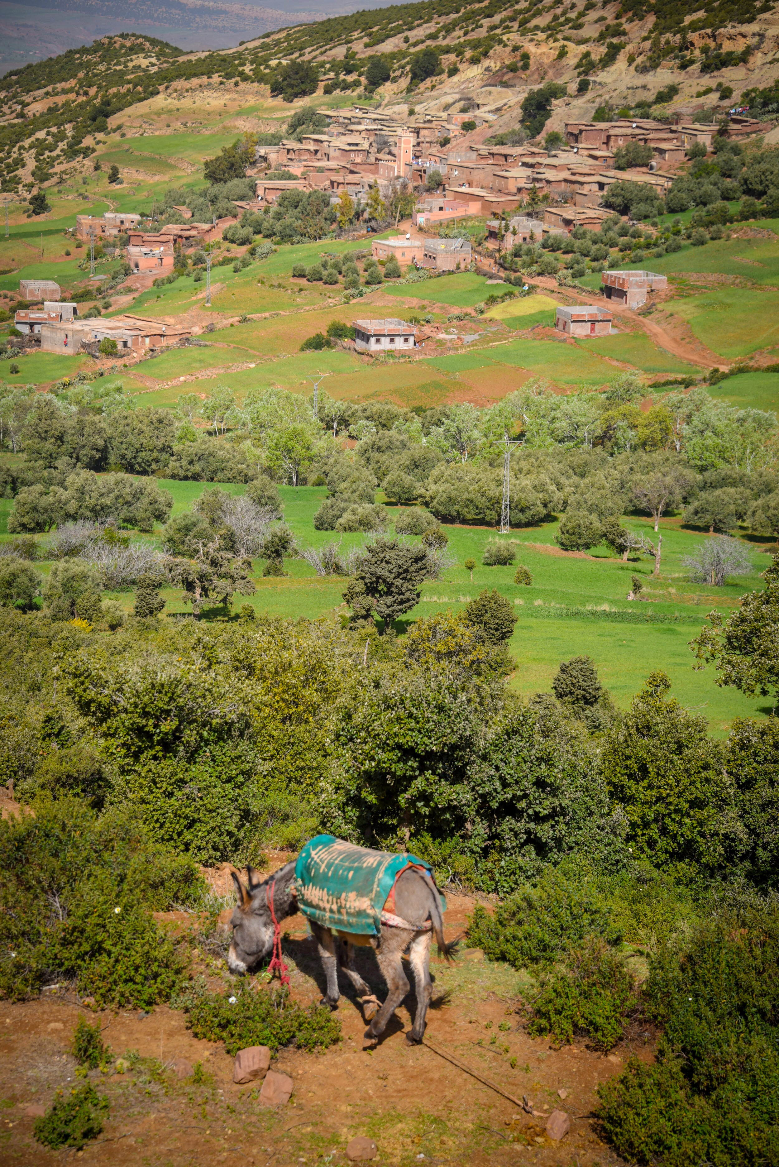 Berber Village Donkey