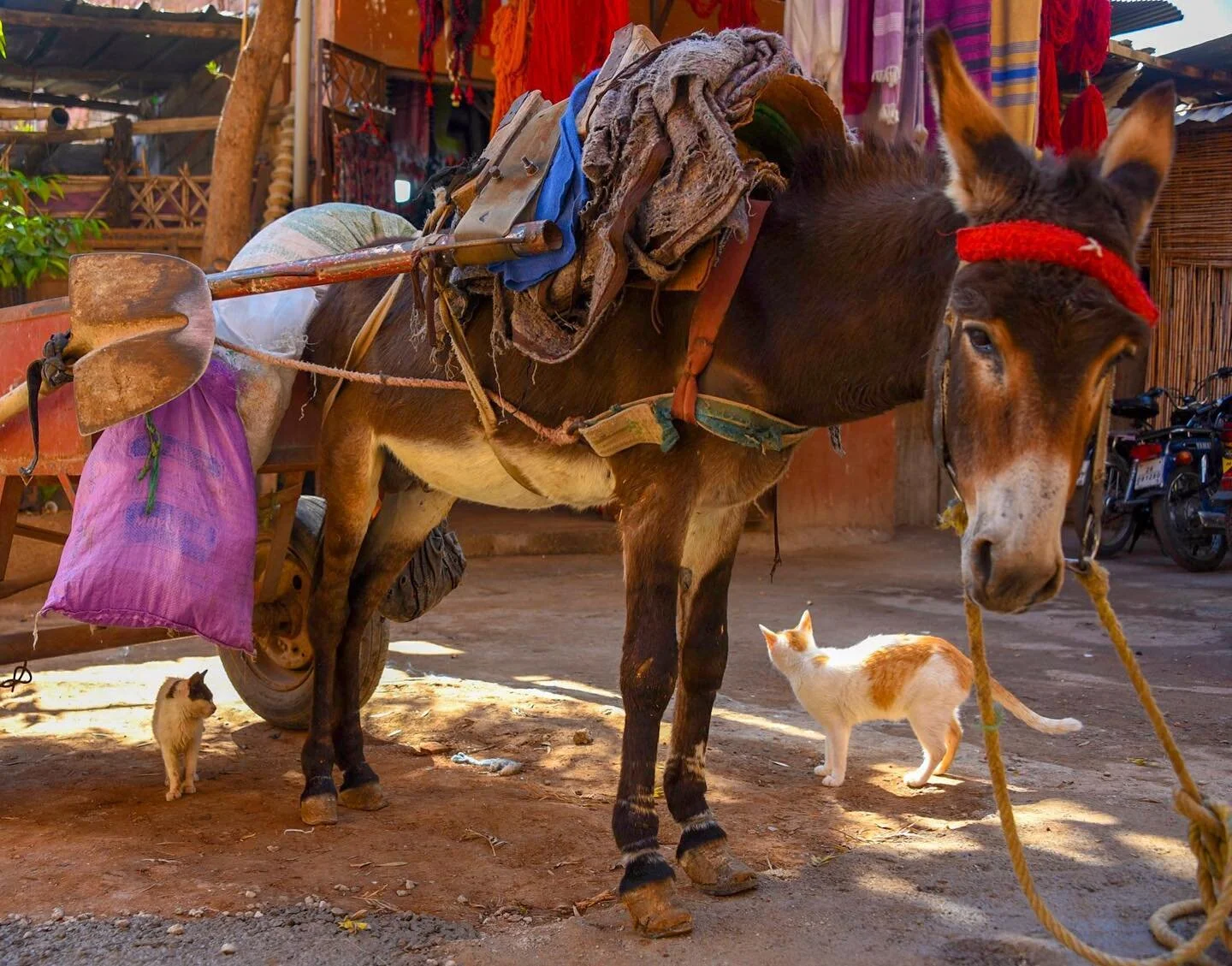 A donkeys burden in Old Medina, Marrakech, Morocco. 
Times are interesting right now. They are scary and uncertain. Yet the sky is blue, I am healthy and safe. Time seems short but the days of isolation are long. We are being told to social distance 