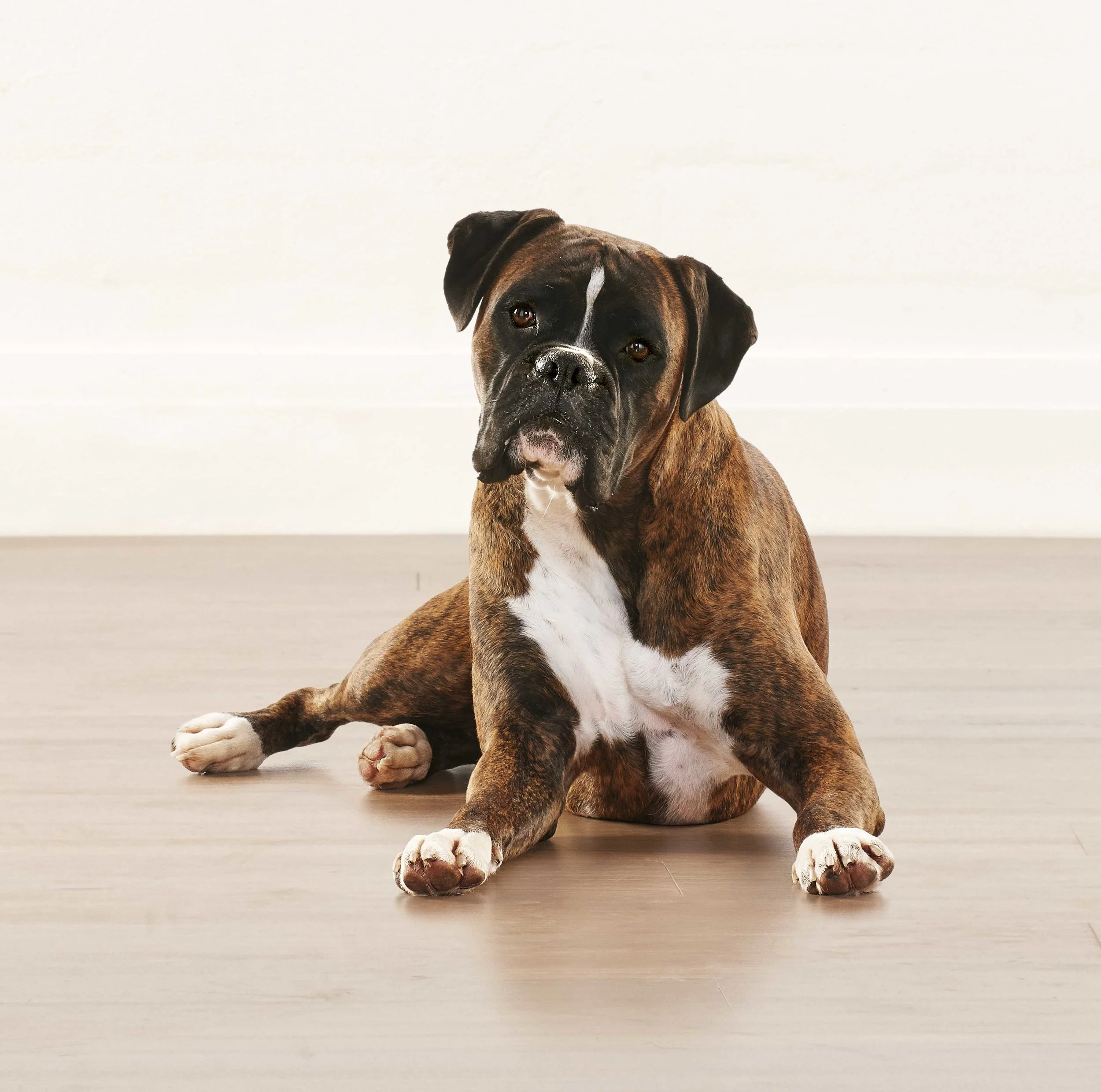 Buddy 2 ENSEMBLE BRAVECTO-0461_MASTER.jpg