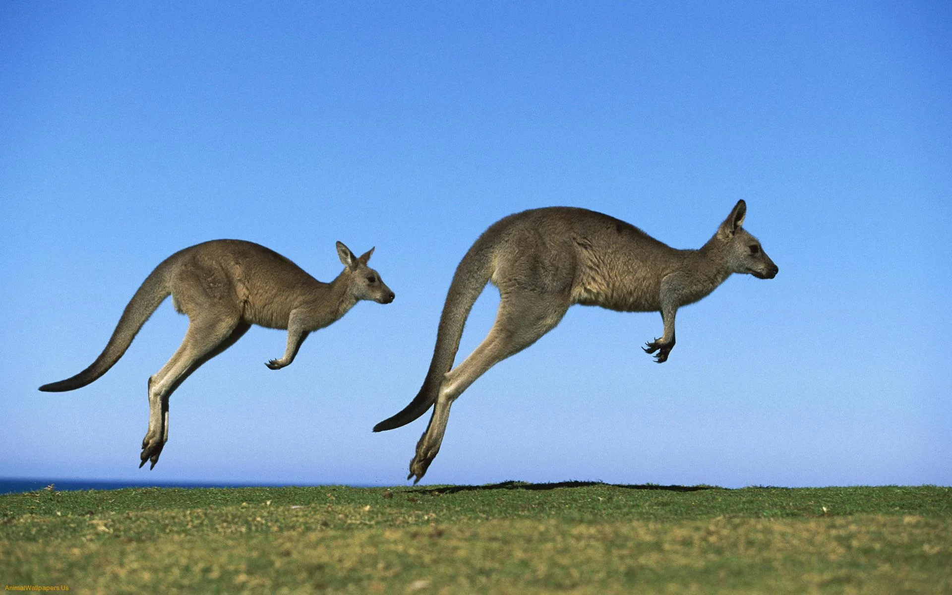 Kangaroos.jpg
