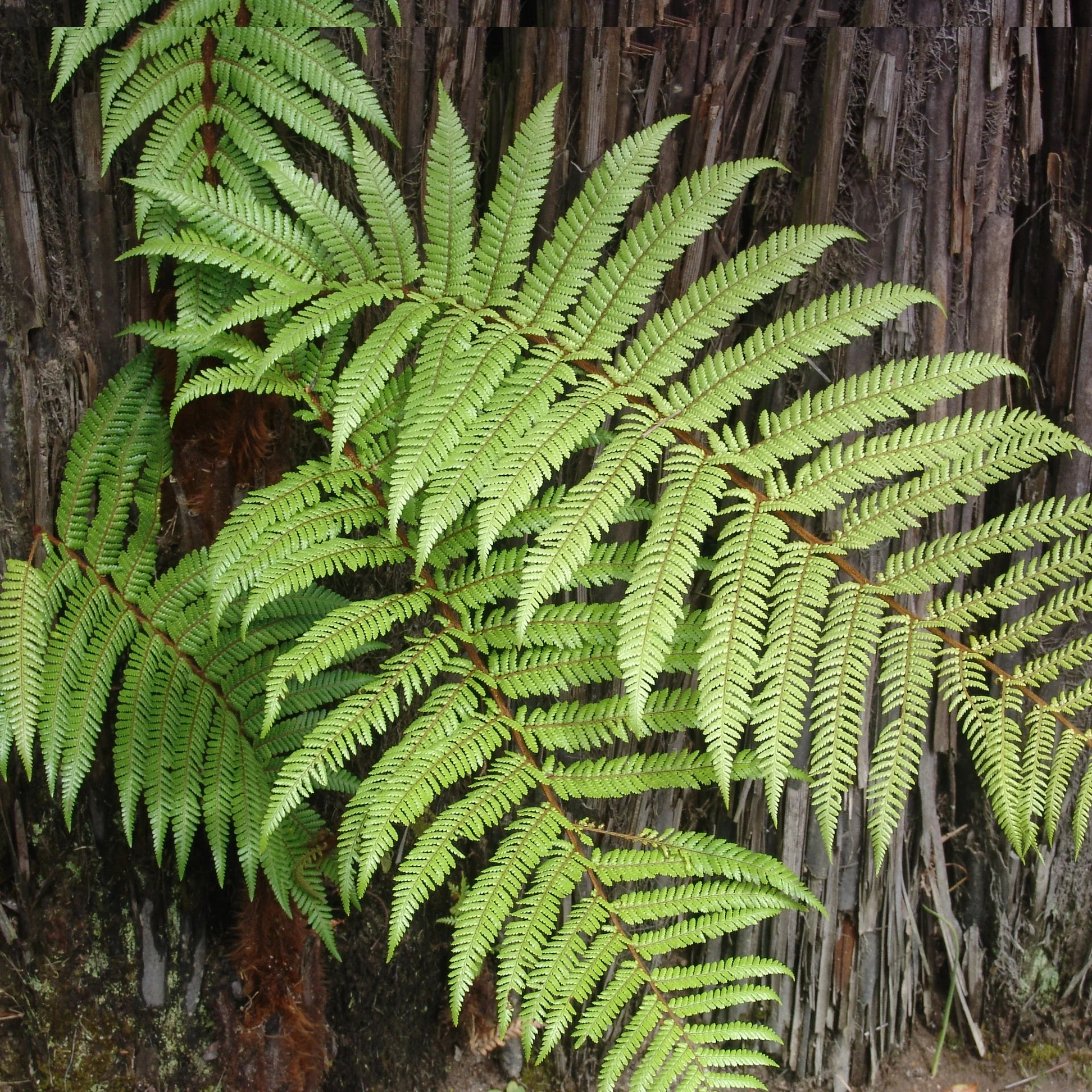 New_Zealand_Silver_Fern.jpg