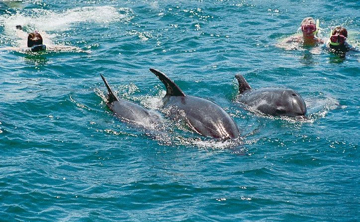 bay-of-islands-swim-with-dolphins-gallery.jpg