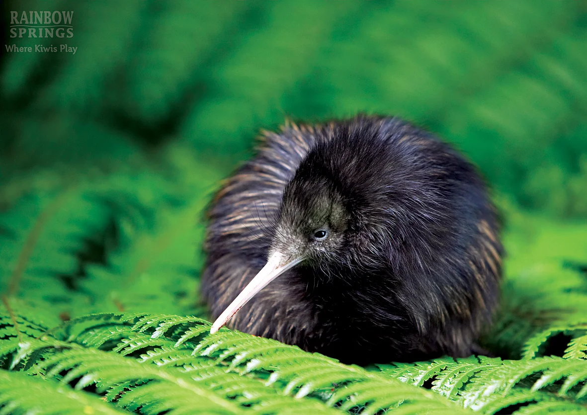 rainbow-springs-park_kiwi-2_print.jpg