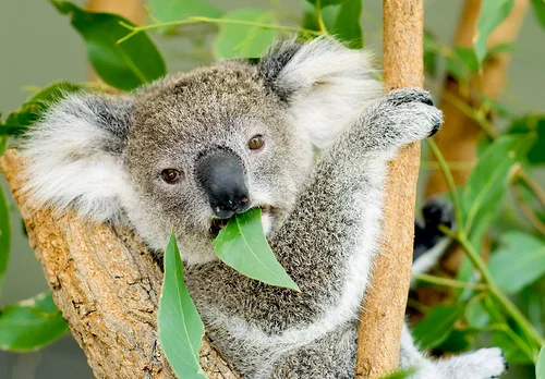 Koala.jpg