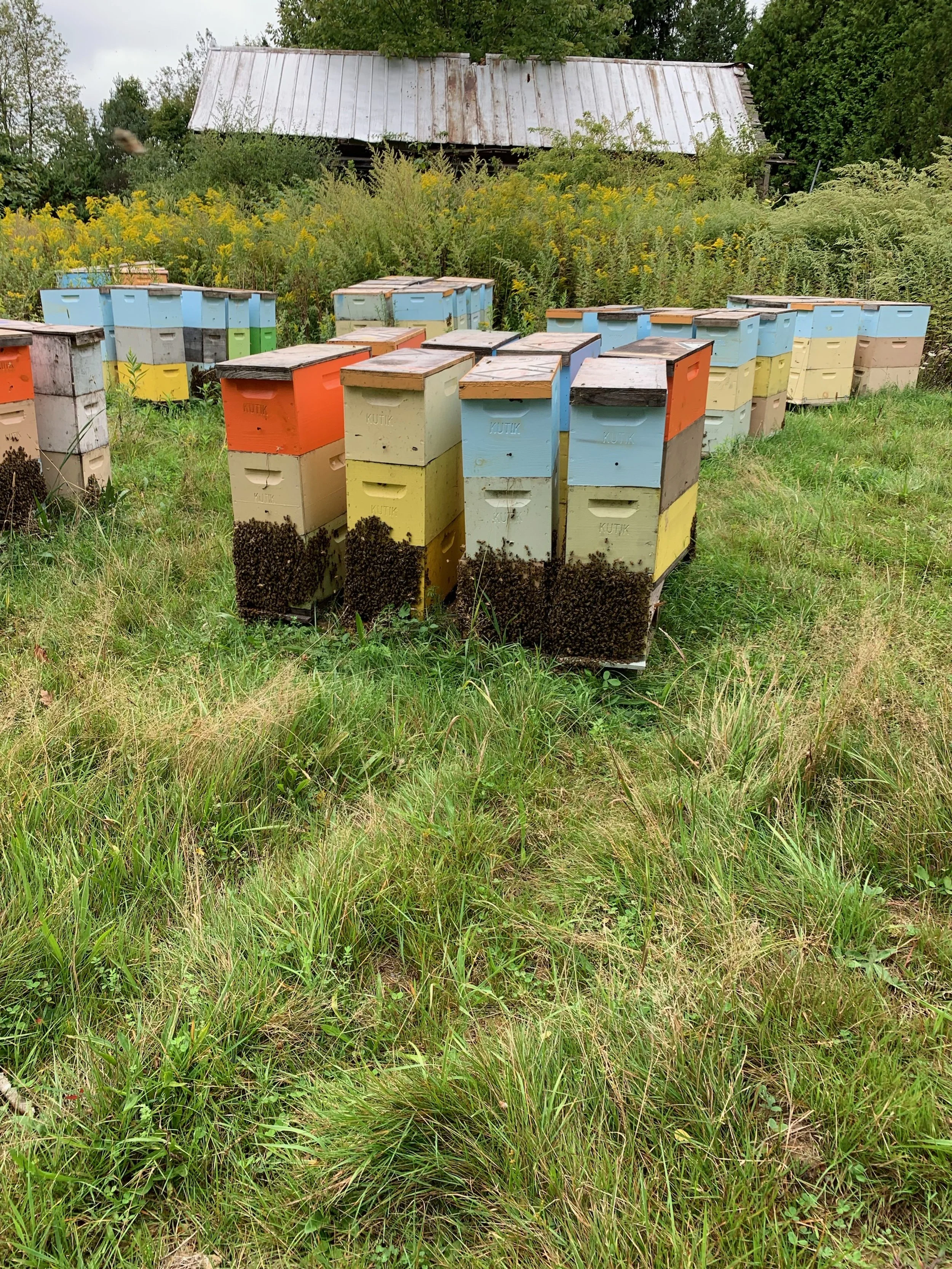 Mapping Mite Treatment and Making Splits