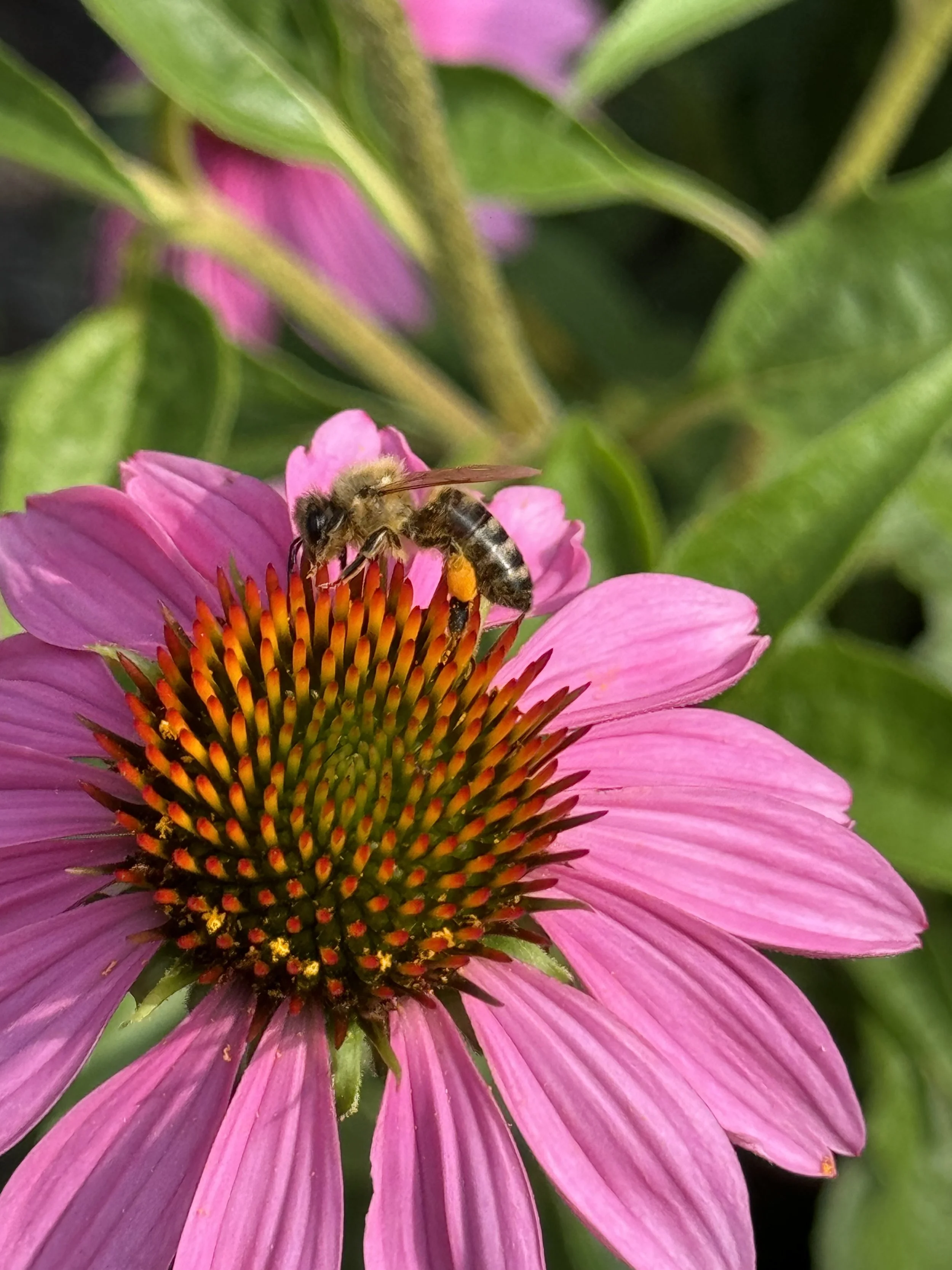 Introduction To Beekeeping