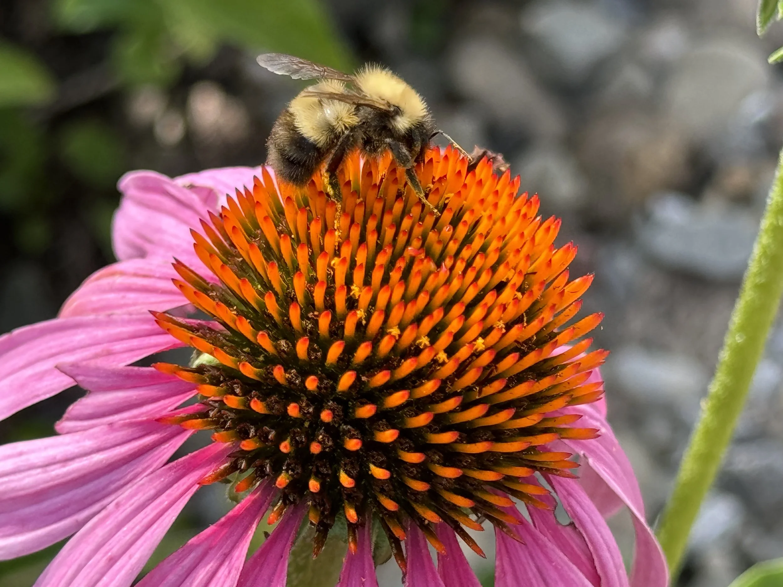 Introduction To Beekeeping