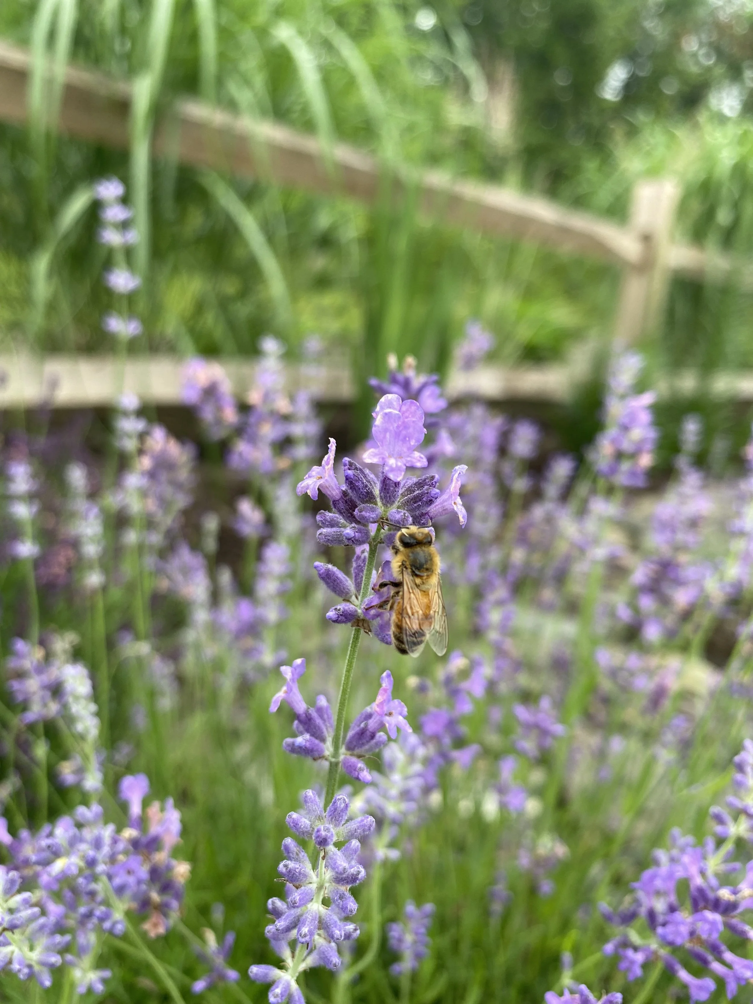 Introduction To Beekeeping