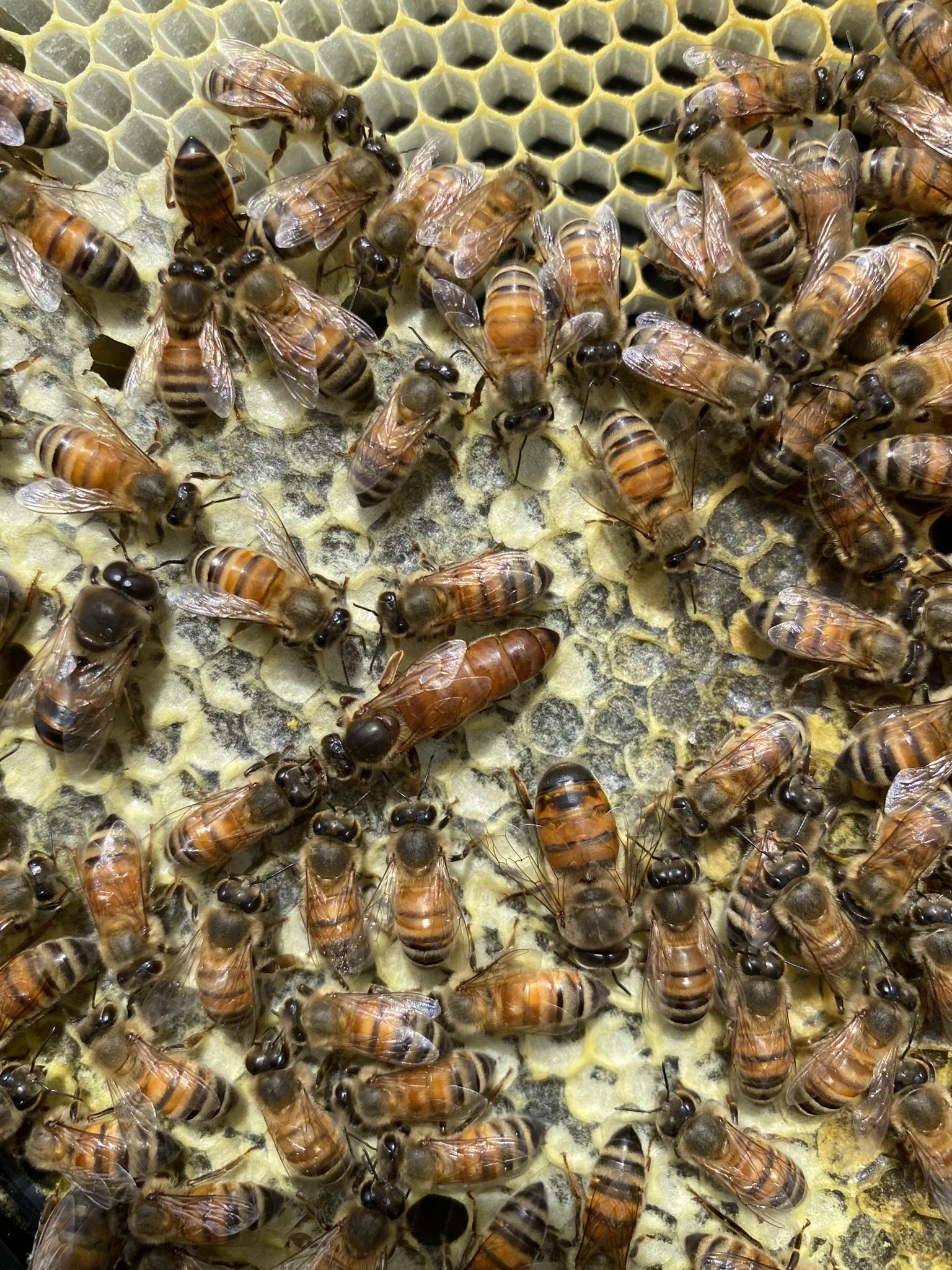 Introduction To Beekeeping