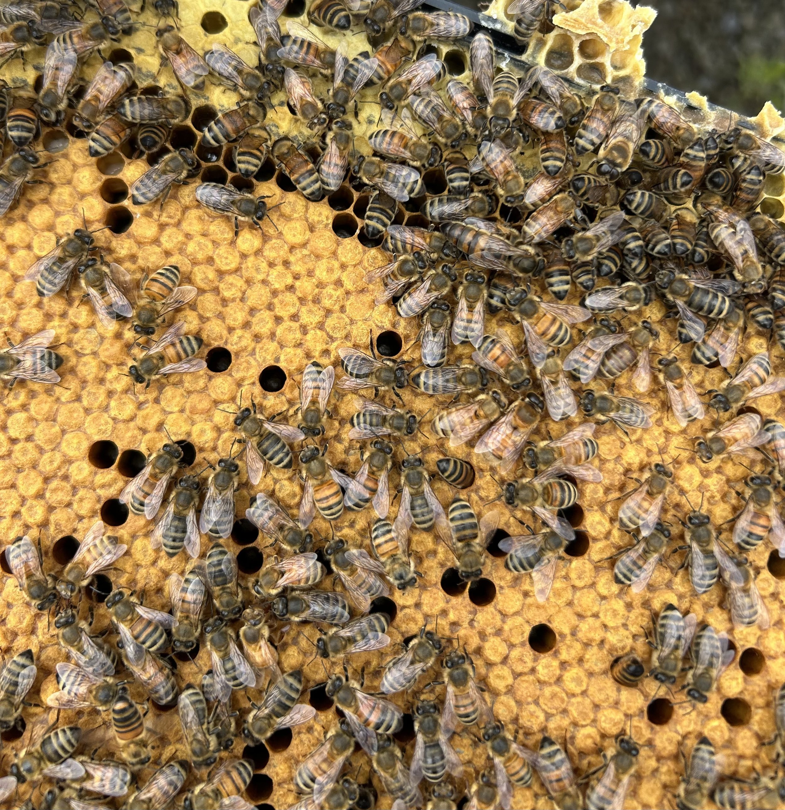 Split vs Swarm, & Mite Treatments...oh my!