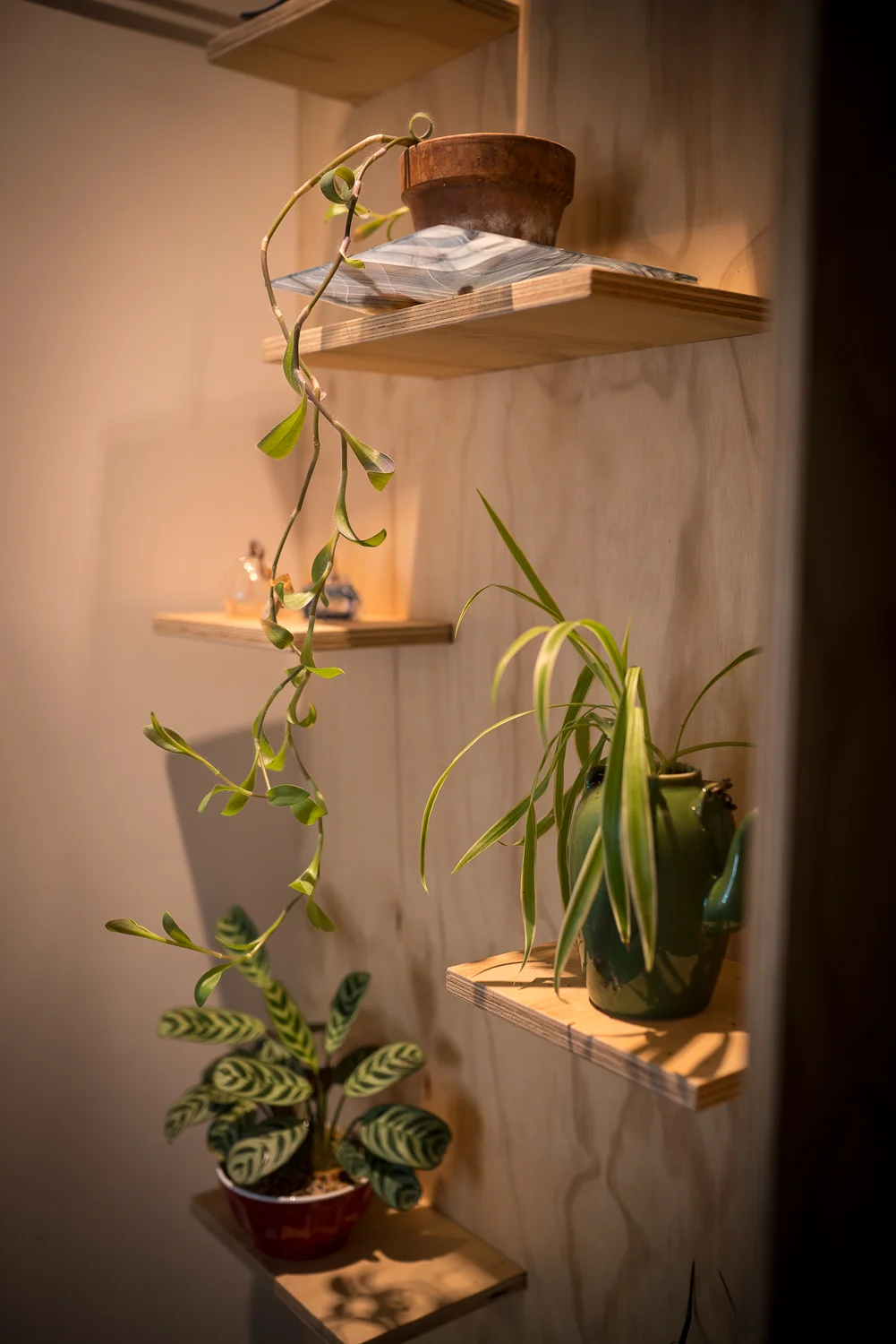Succulent wall