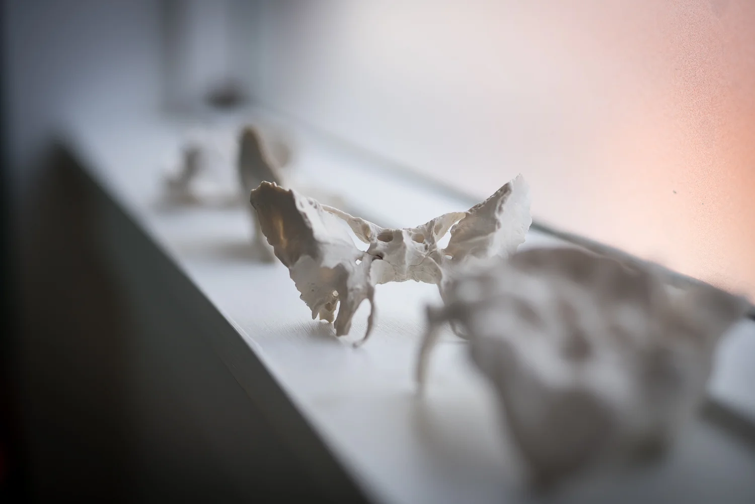 The sphenoid bone looks like a butterfly