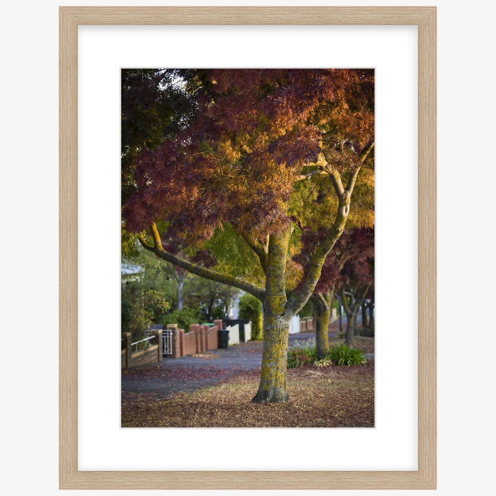 Lydiard St Nth - 297mm x 420mm wood - square.jpg