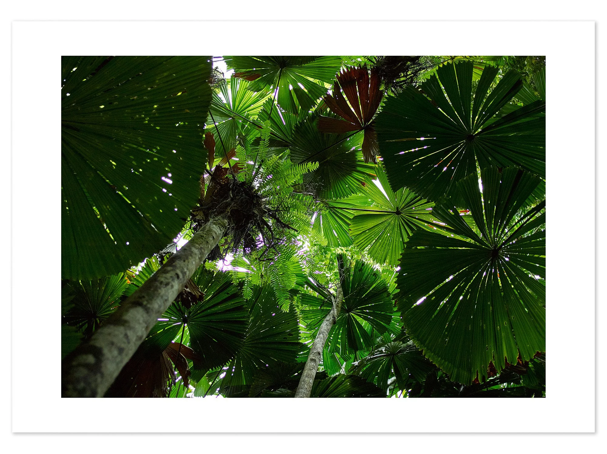 Daintree (A2) for web.jpg
