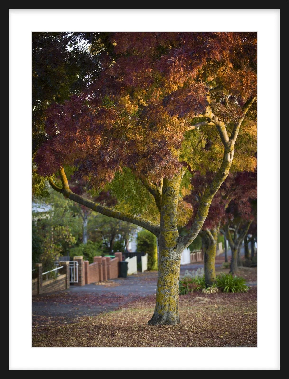 Lydiard St Nth - 500mm x 700mm black.jpg