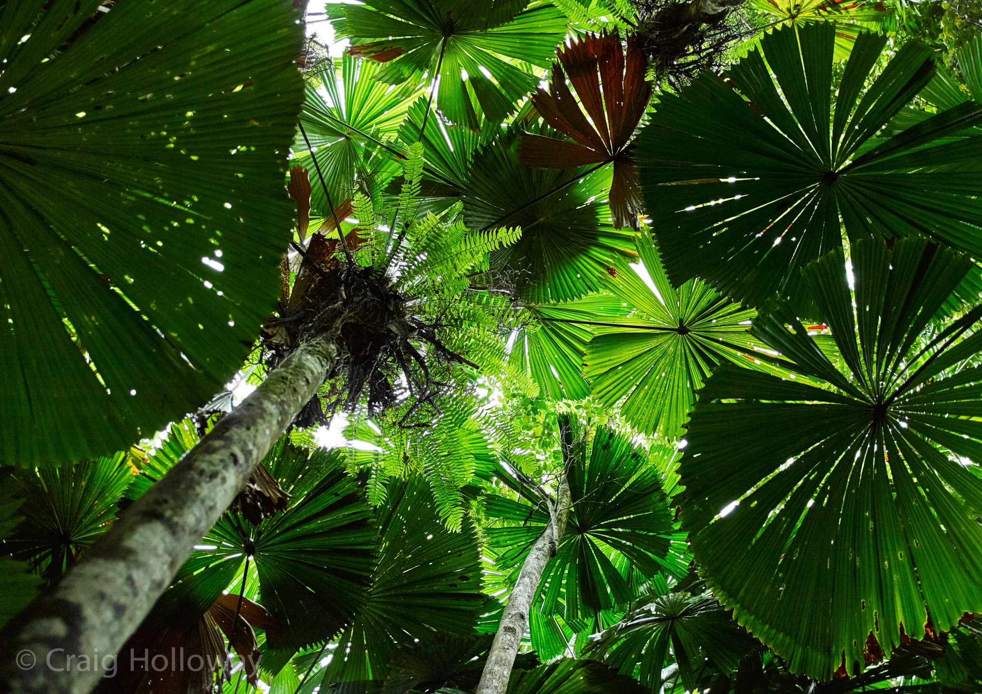 Daintree Rainforest