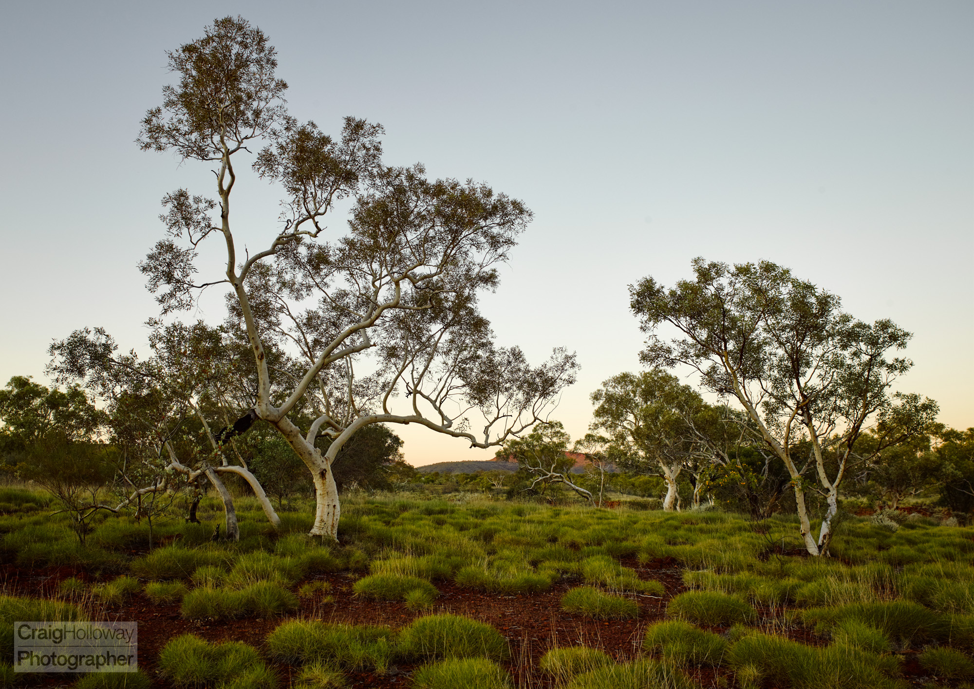 Pilbara trees v2.jpg