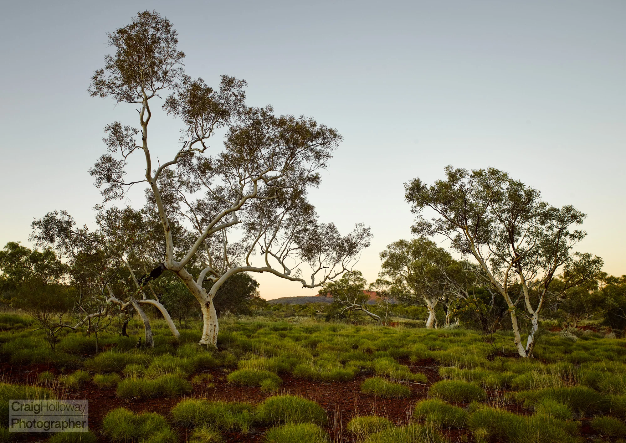 Pilbara trees v2.jpg