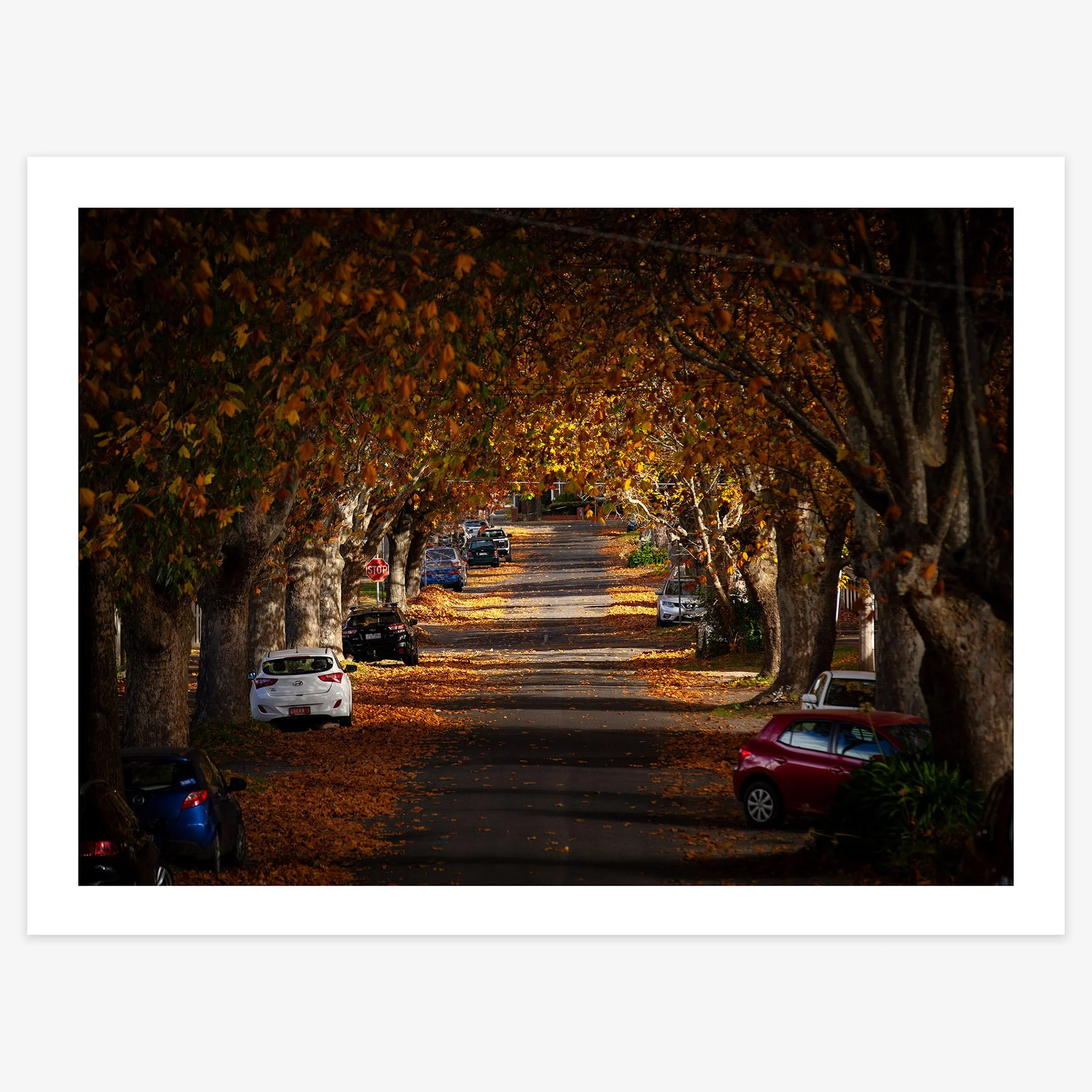 Autumn in Frank St - 12" x 16" print 20mm border - square.jpg
