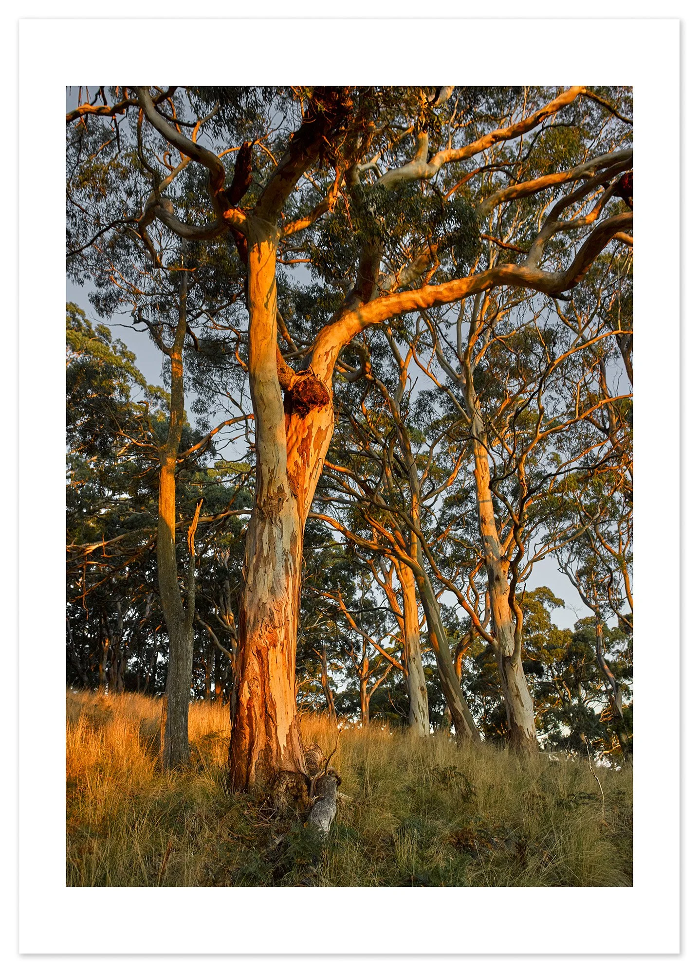 Mt Buninyong at dusk 01 (A1) for web.jpg