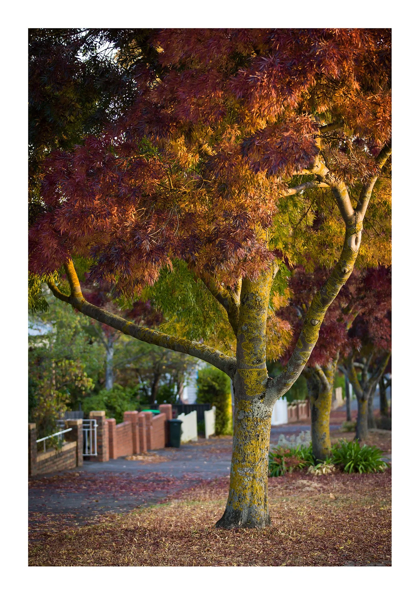 Lydiard St Nth - 297mm x 420mm 20mm border.jpg