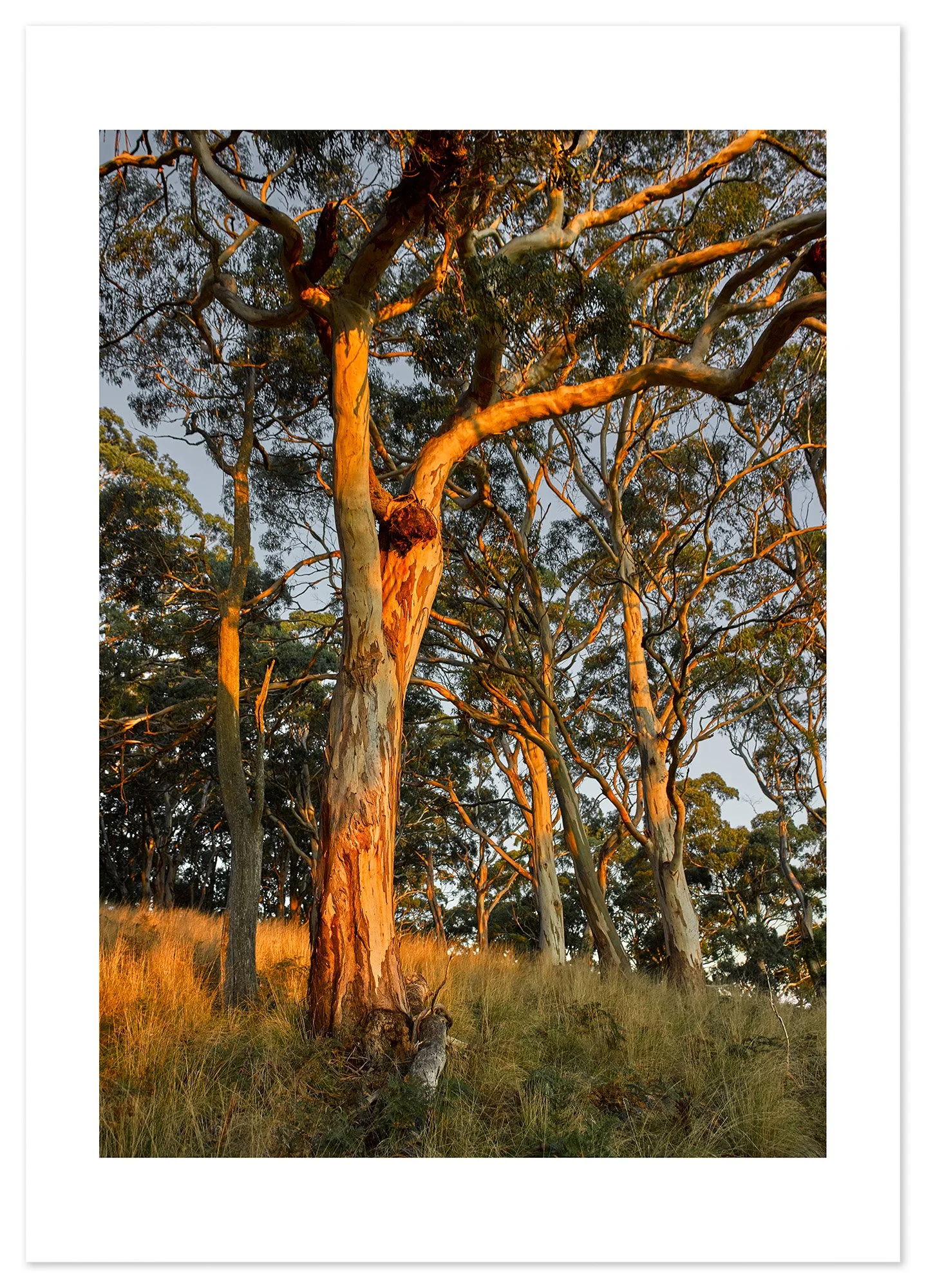 Mt Buninyong at dusk 01 (A2) for web.jpg