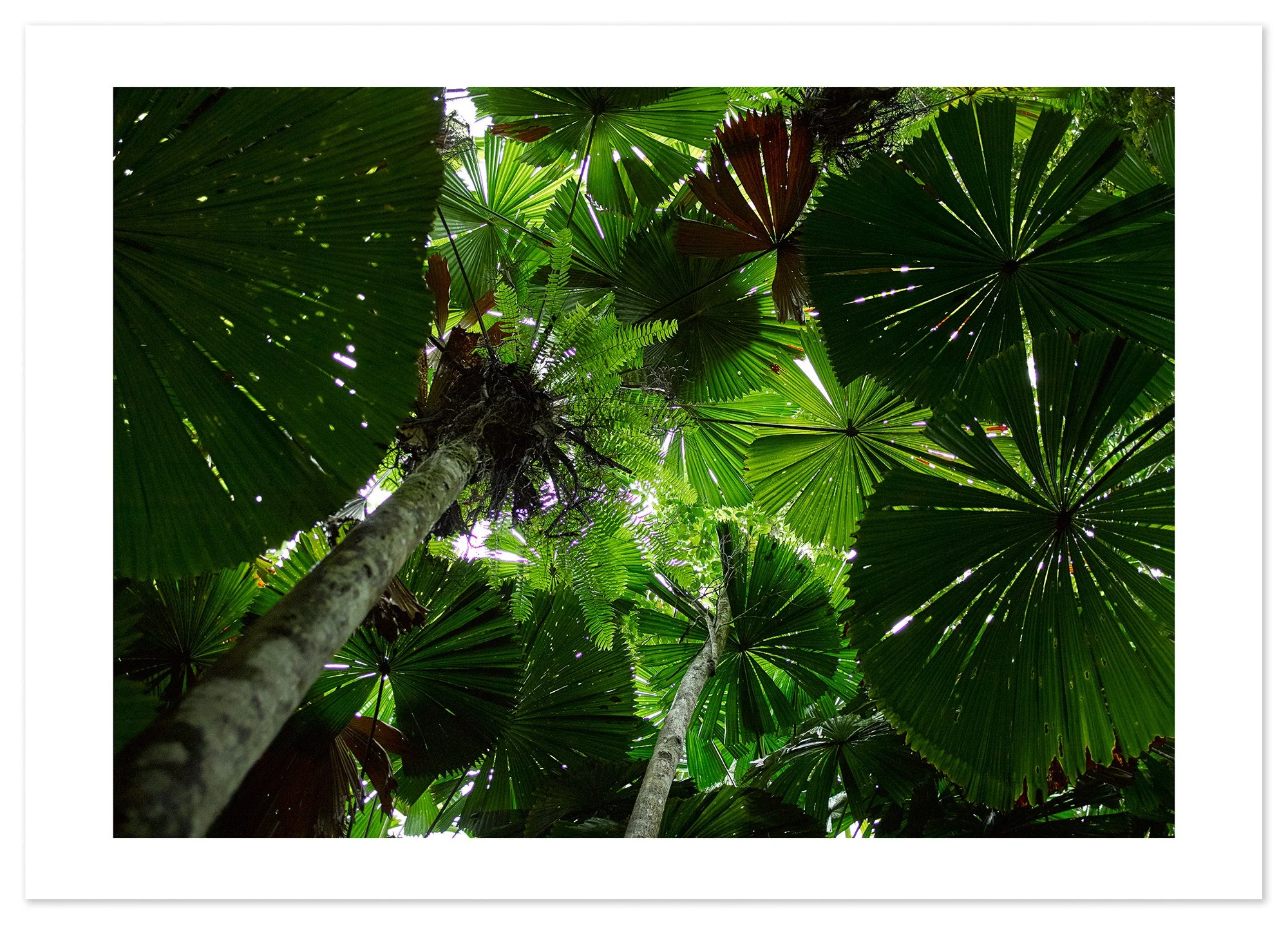 Daintree (A1) for web.jpg