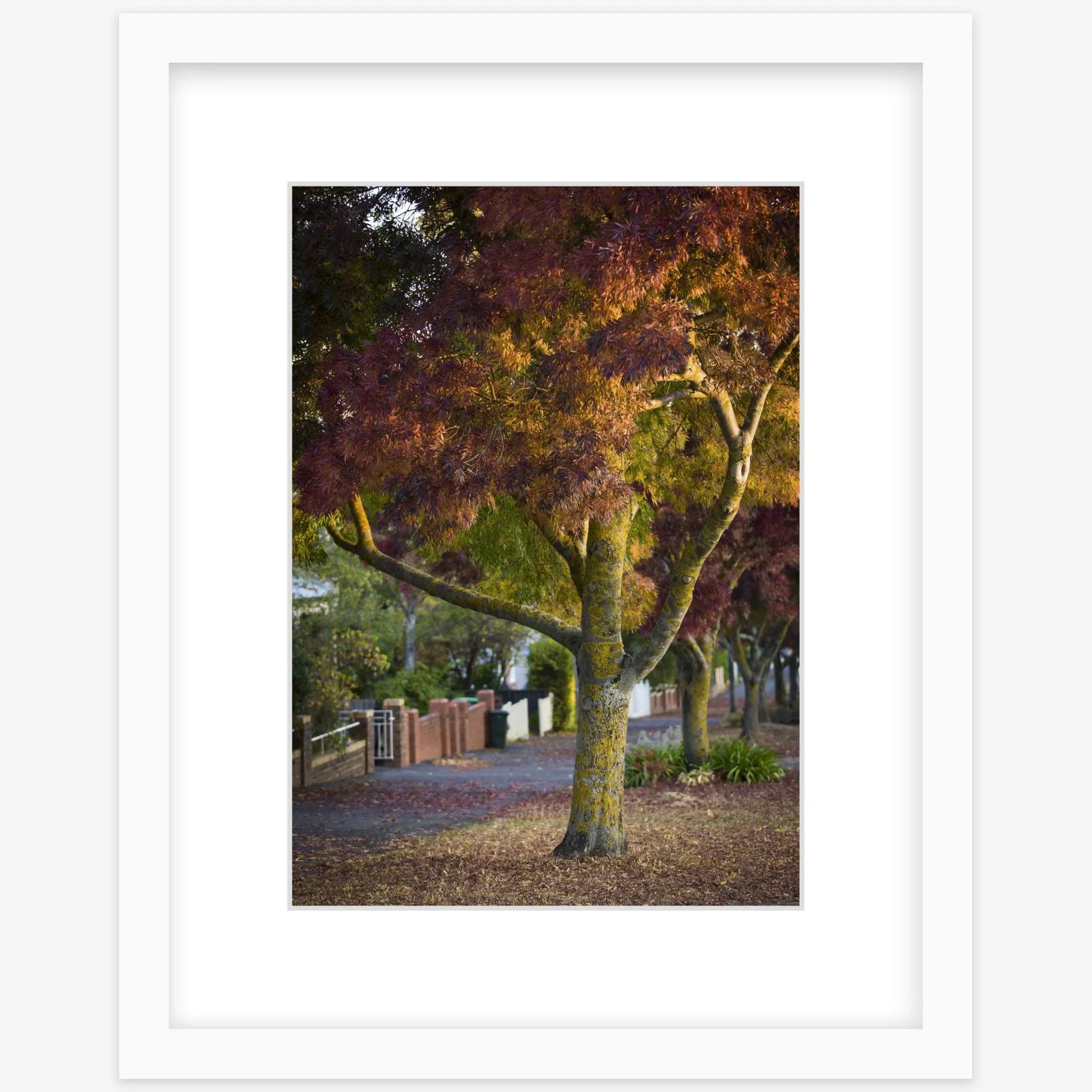 Lydiard St Nth - 210mm x 297mm white - square.jpg