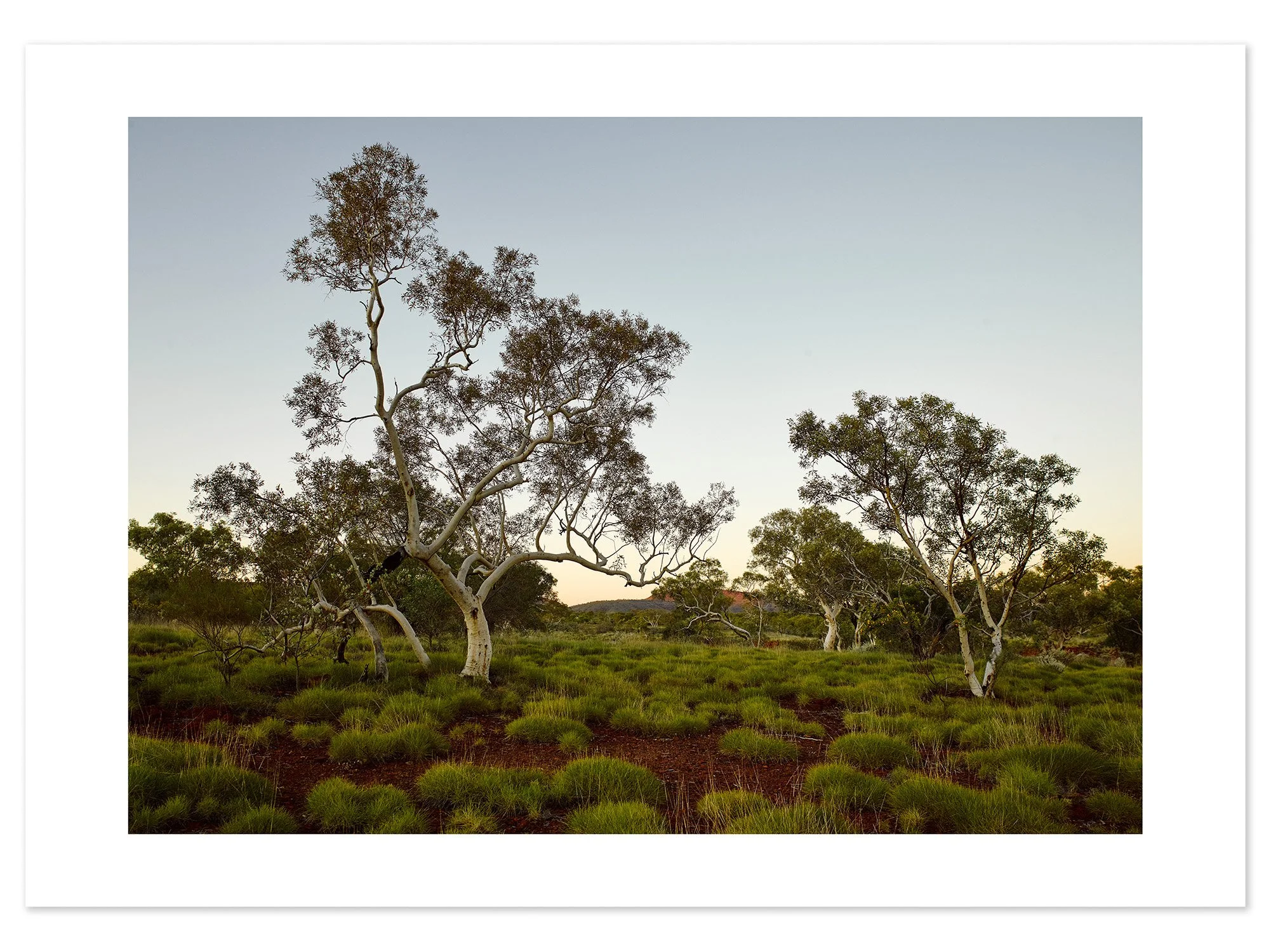 Pilbara Trees (A2) for web.jpg