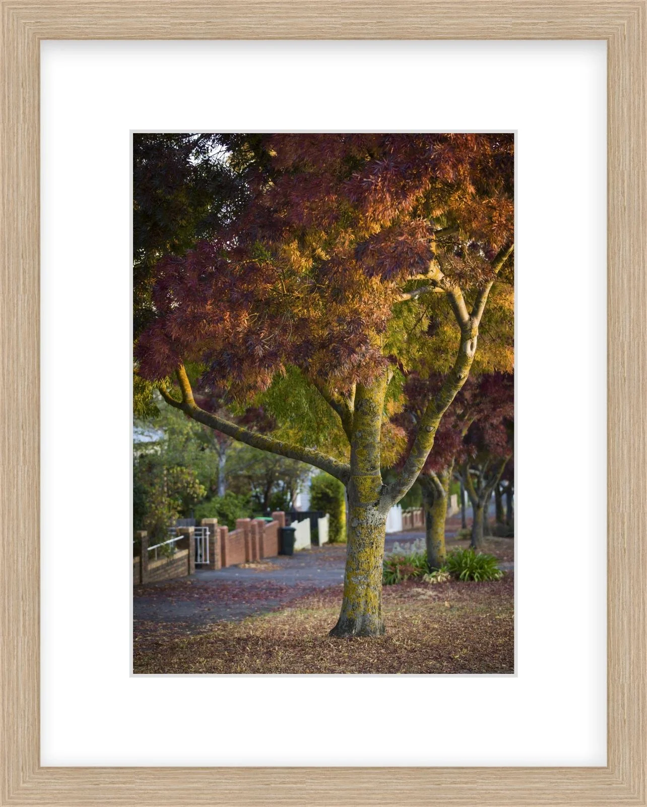 Lydiard St Nth - 210mm x 297mm wood.jpg
