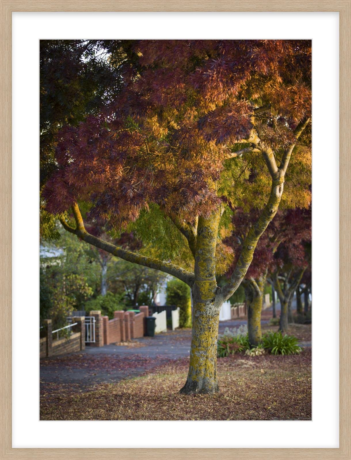 Lydiard St Nth - 500mm x 700mm wood.jpg