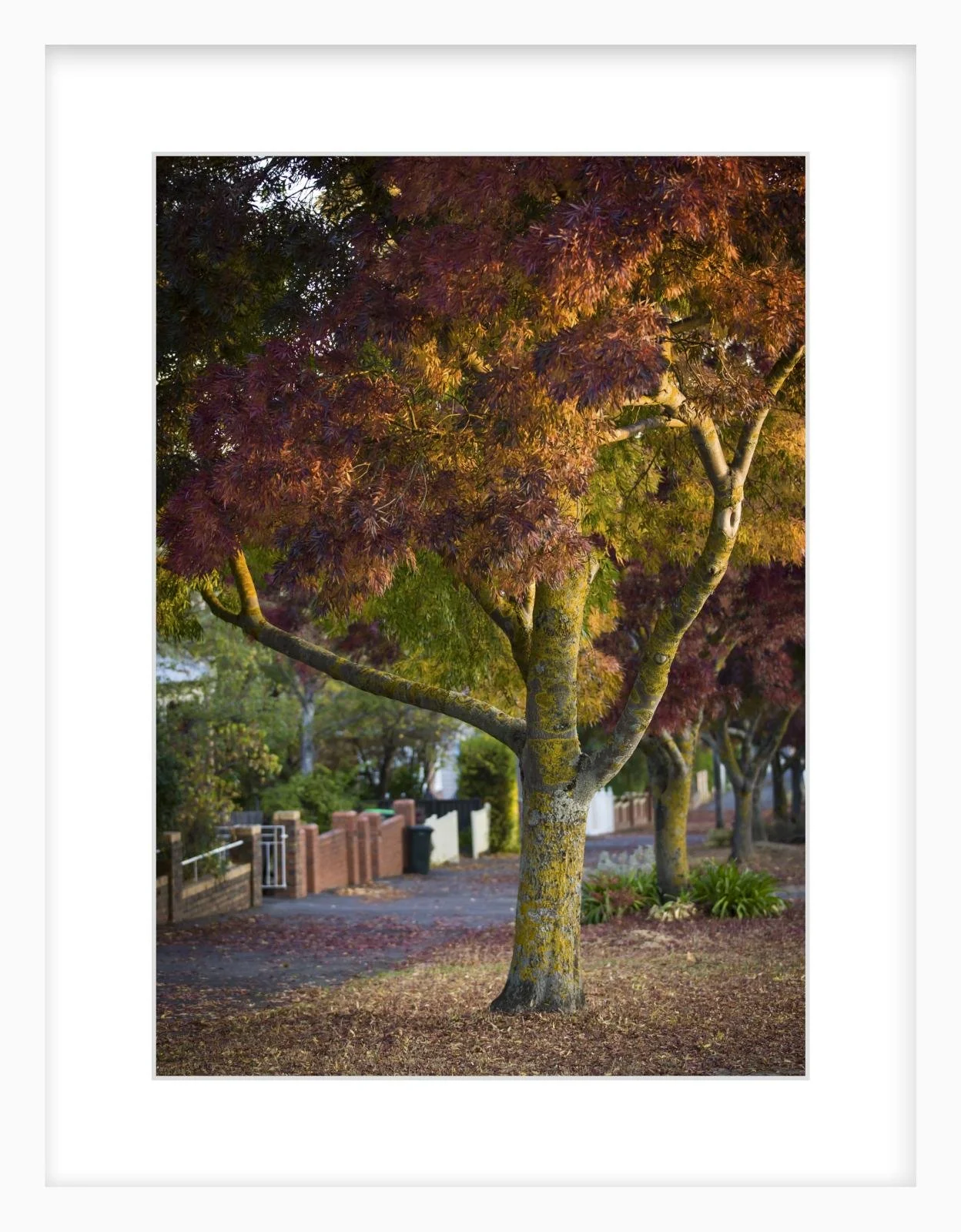 Lydiard St Nth - 297mm x 420mm white.jpg