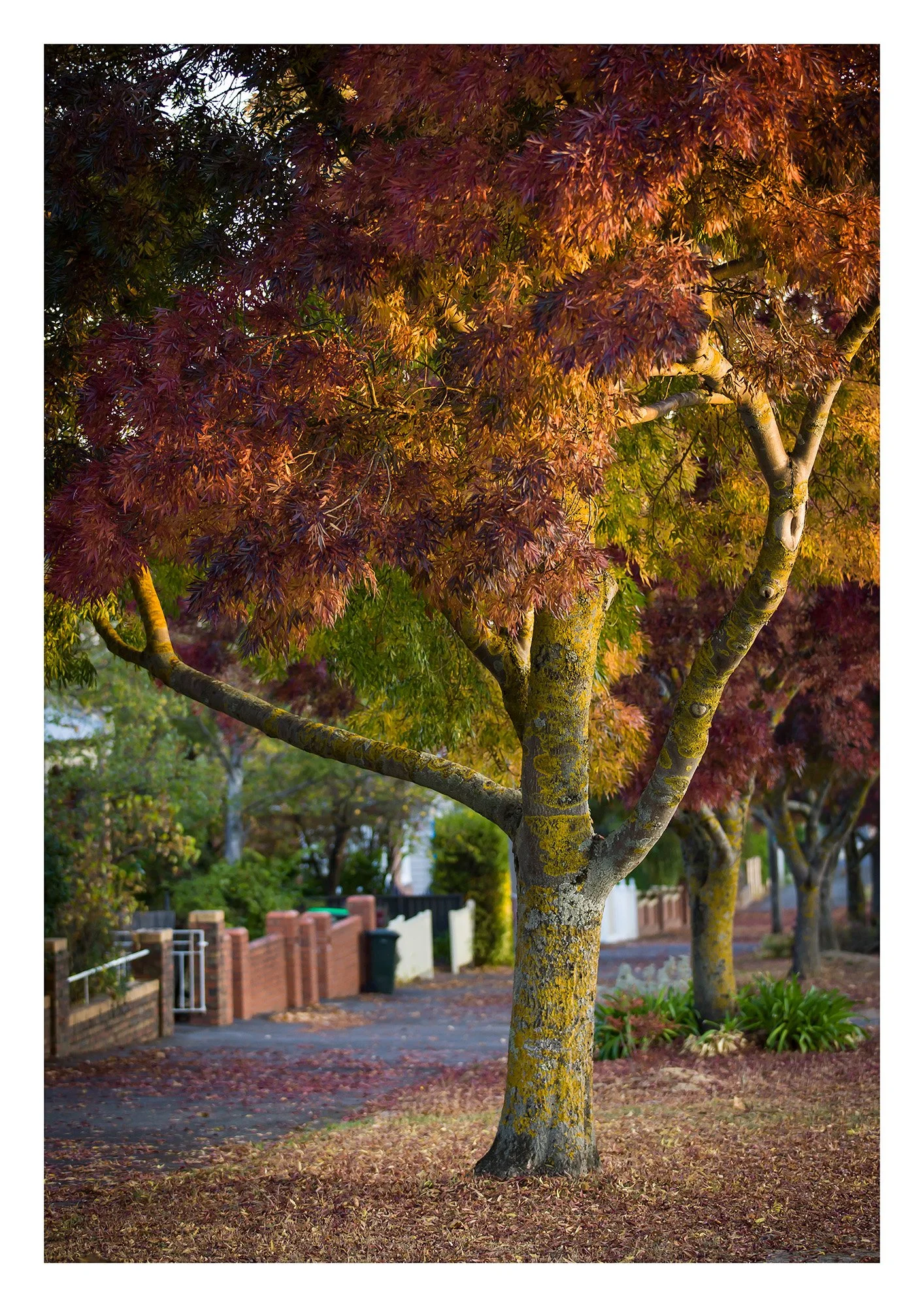 Lydiard St Nth - 210mm x 297mm 10mm border.jpg