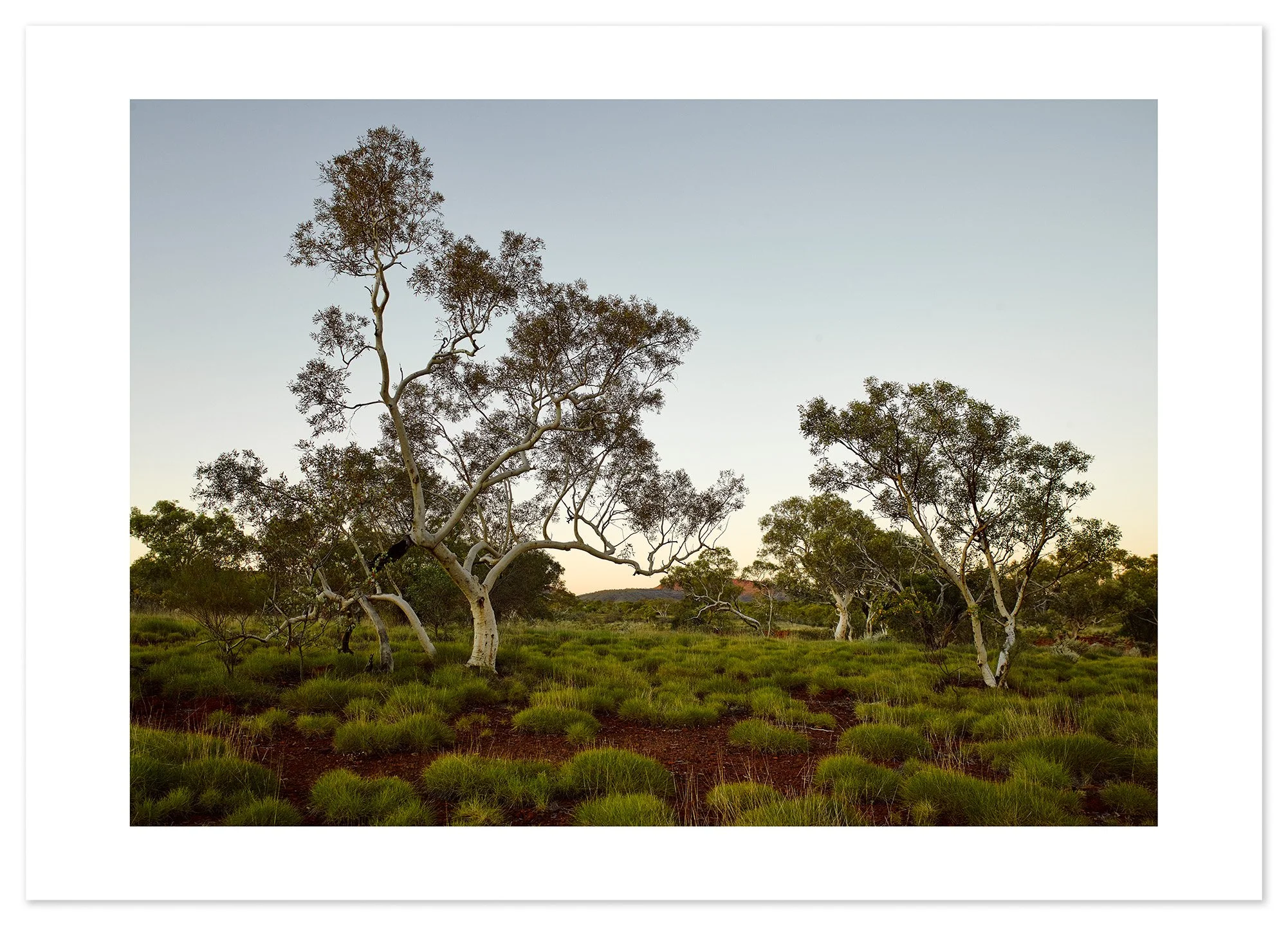 Pilbara Trees (A2) for web.jpg