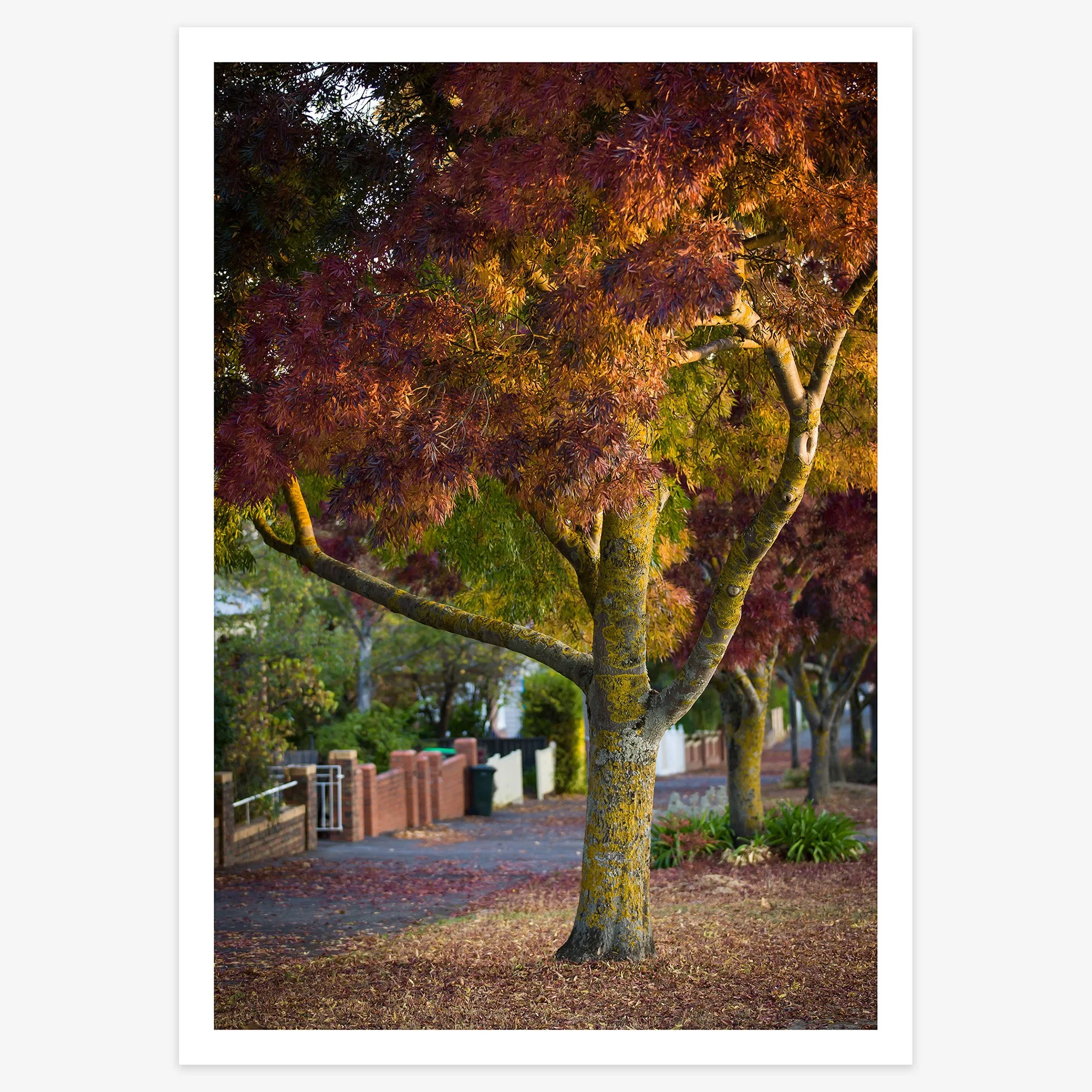 Lydiard St Nth