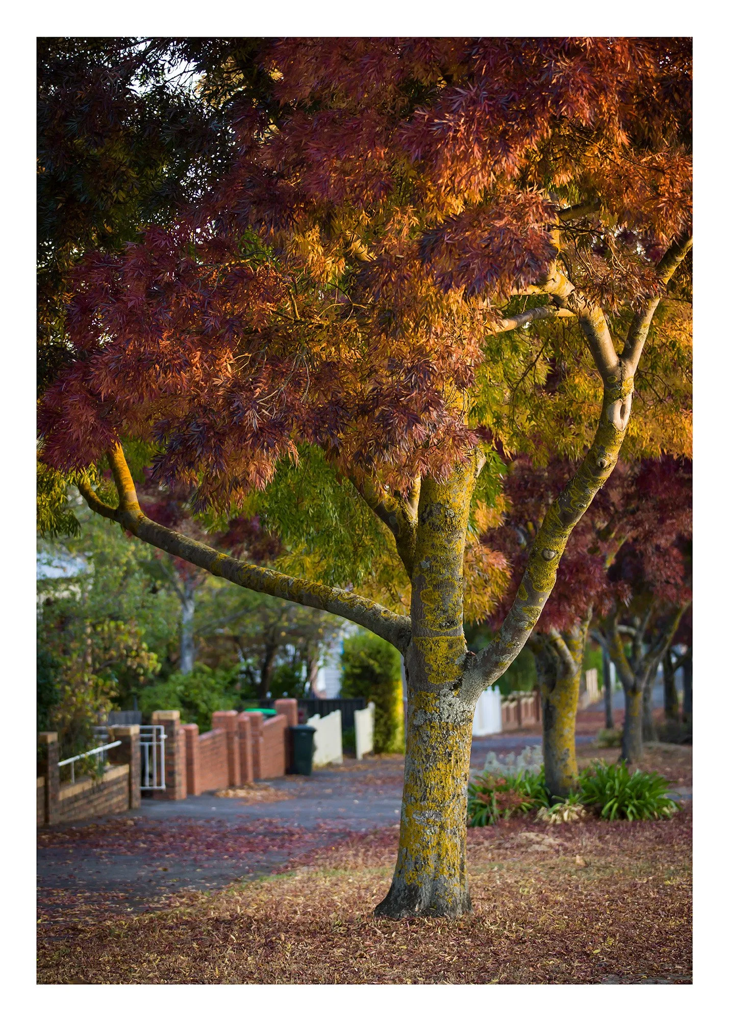 Lydiard St Nth - 500mm x 700mm 25mm border.jpg