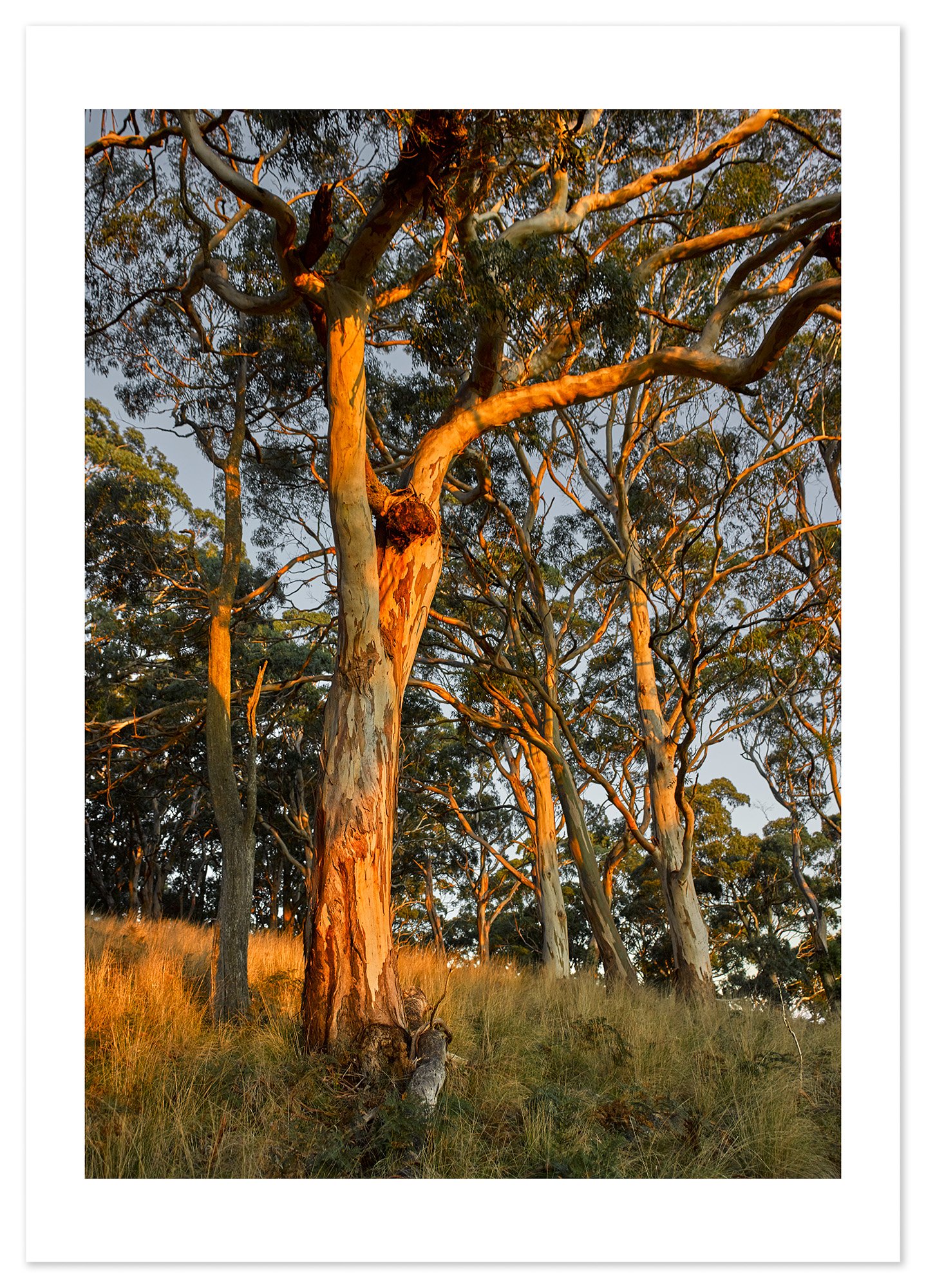 Mt Buninyong at dusk 01 (A0) for web.jpg