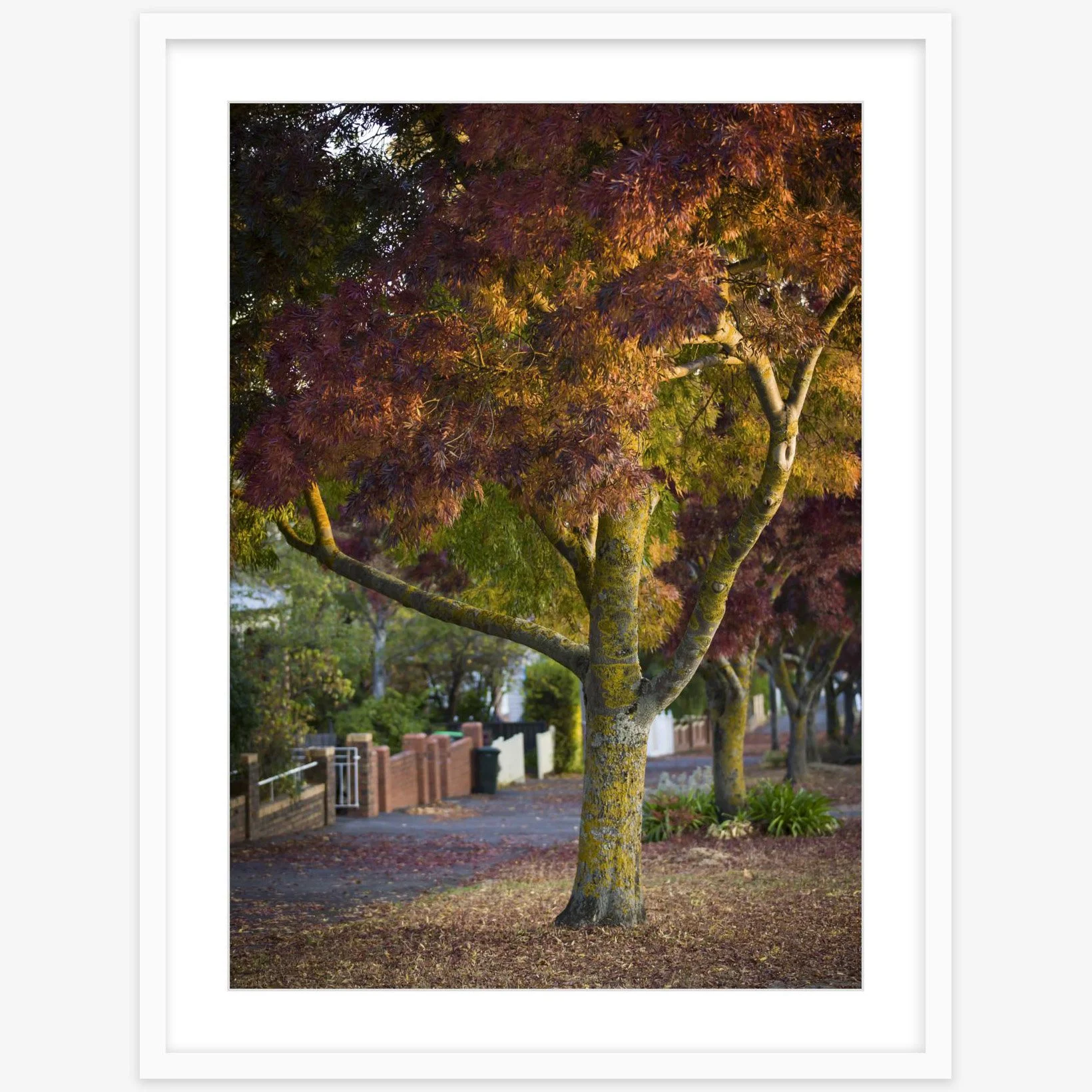 Lydiard St Nth - 500mm x 700mm white - square.jpg