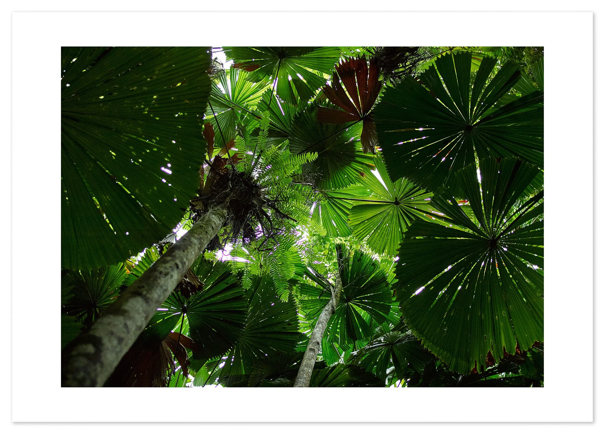 Daintree (A2) for web.jpg