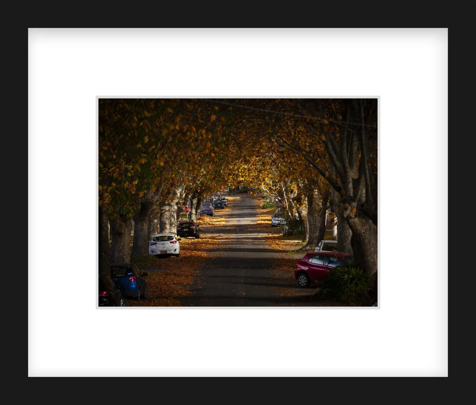 Autumn in Frank St - 6" x 8" Zeppilin skinny.jpg