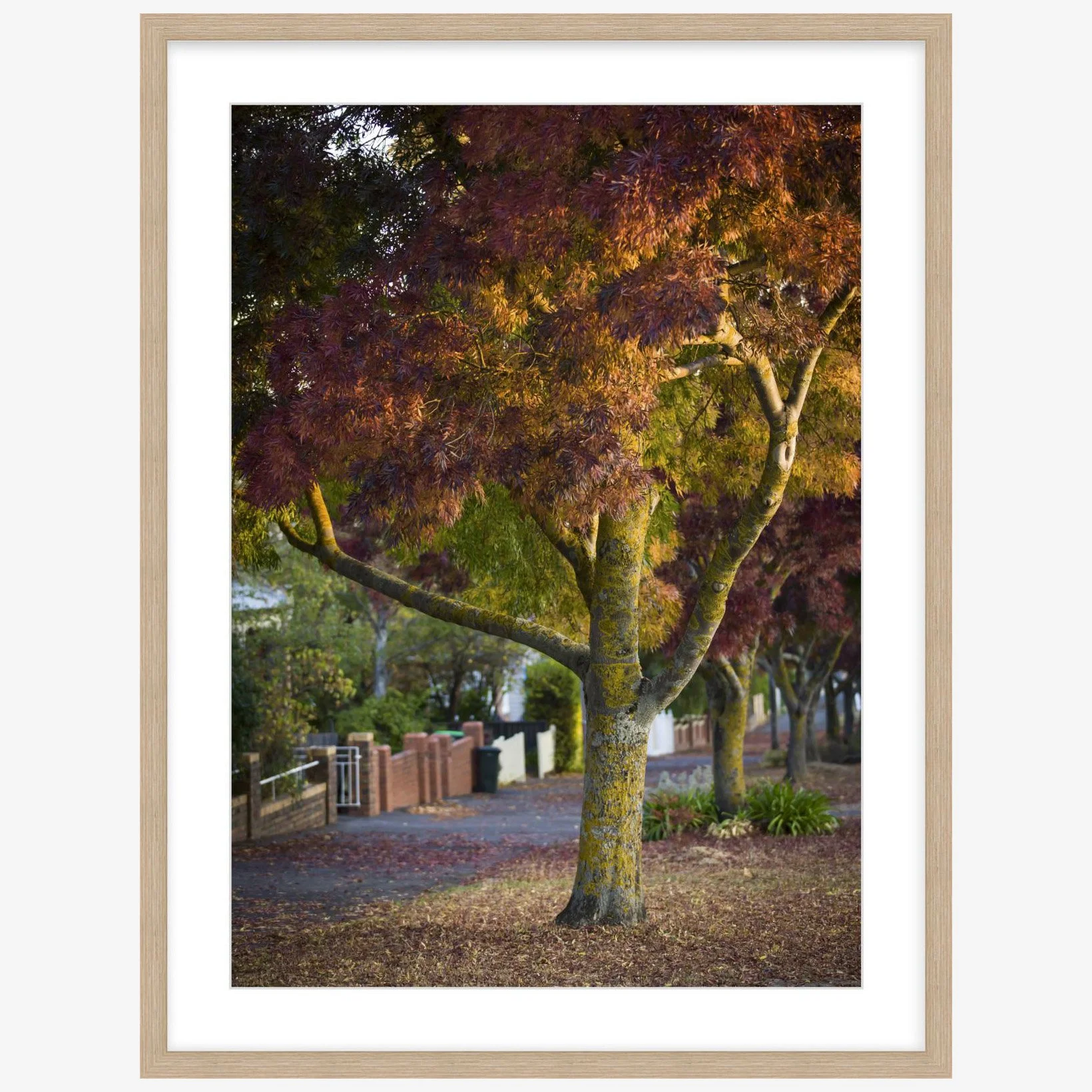 Lydiard St Nth - 500mm x 700mm wood - square.jpg
