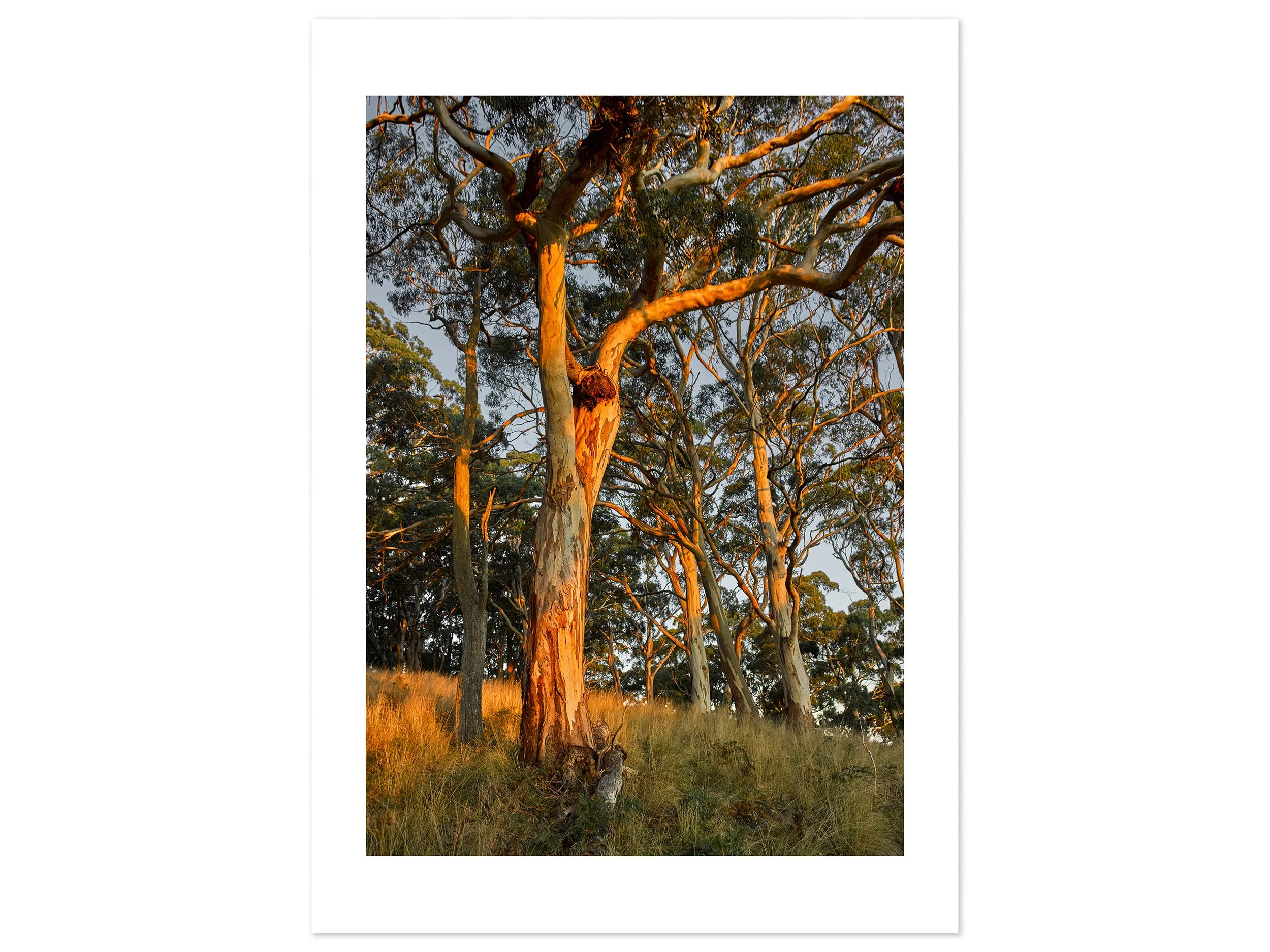 Mt Buninyong at dusk 01 (A2) for web.jpg