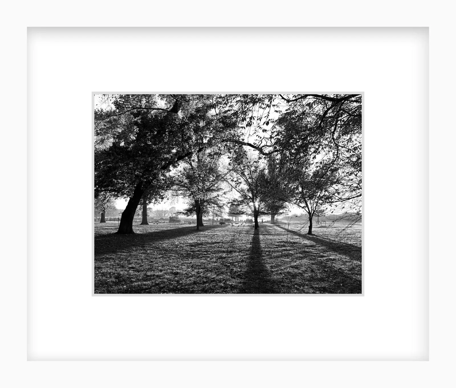 Long Shadows - 6" x 8" white.jpg