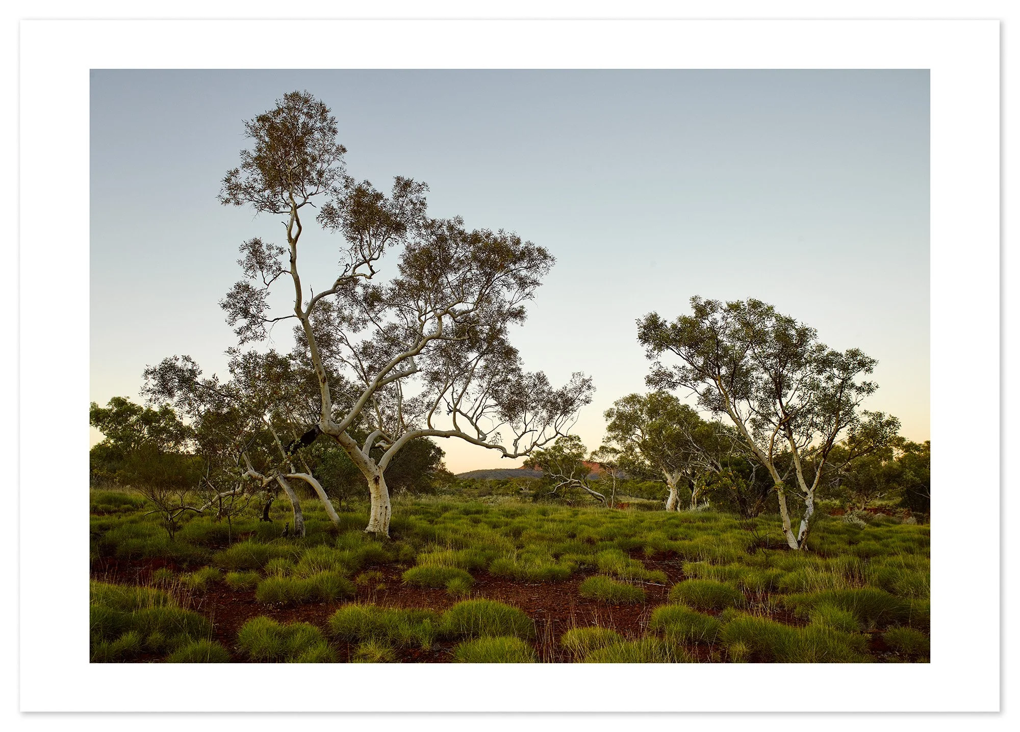 Pilbara Trees (A1) for web.jpg