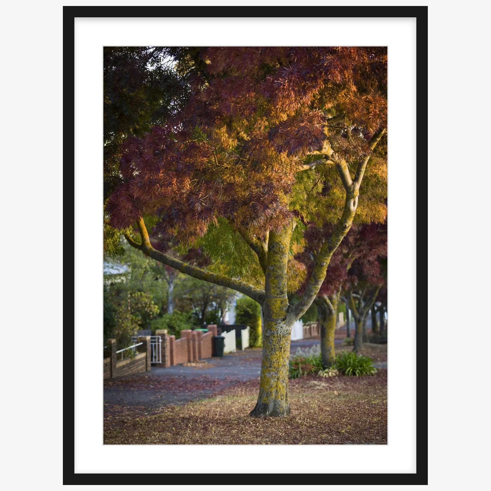 Lydiard St Nth - 500mm x 700mm black - square.jpg