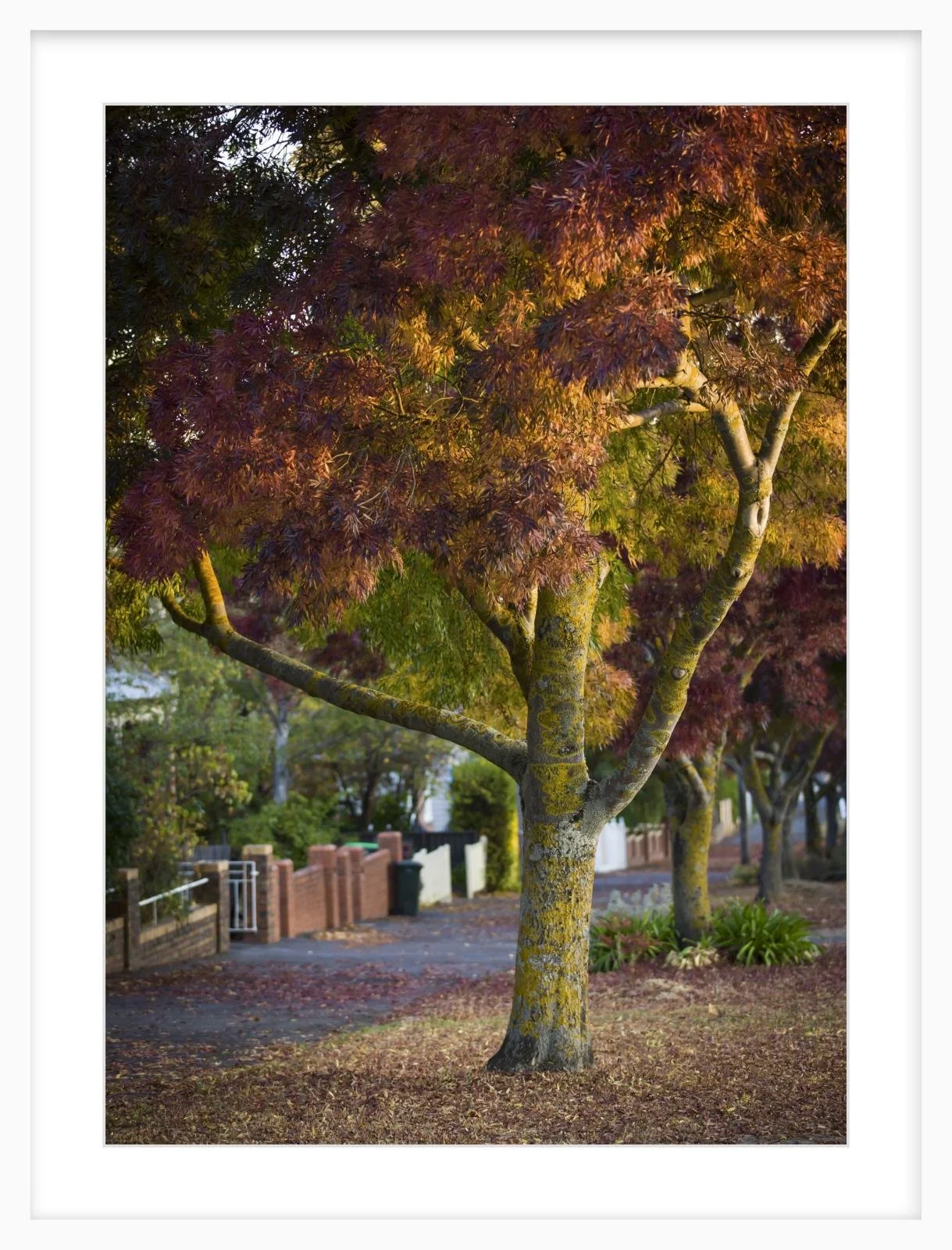 Lydiard St Nth - 500mm x 700mm white.jpg